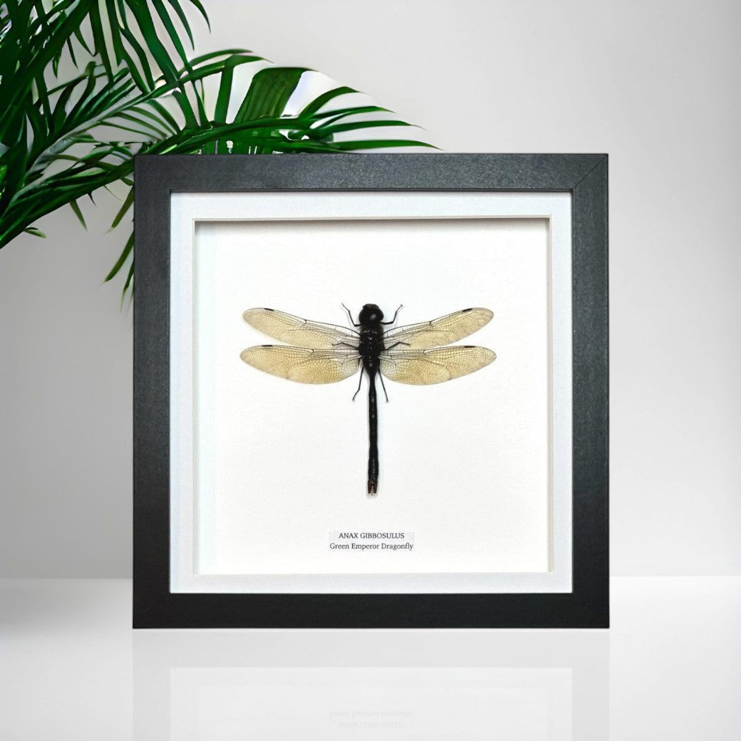 Green Emperor Dragonfly  also known as Anax Gibbosulus framed in a black deep shadow Medium Frame bug Taxidermy Entomology Home Decor Framed Natural Art handmade by cuteaholic gifts