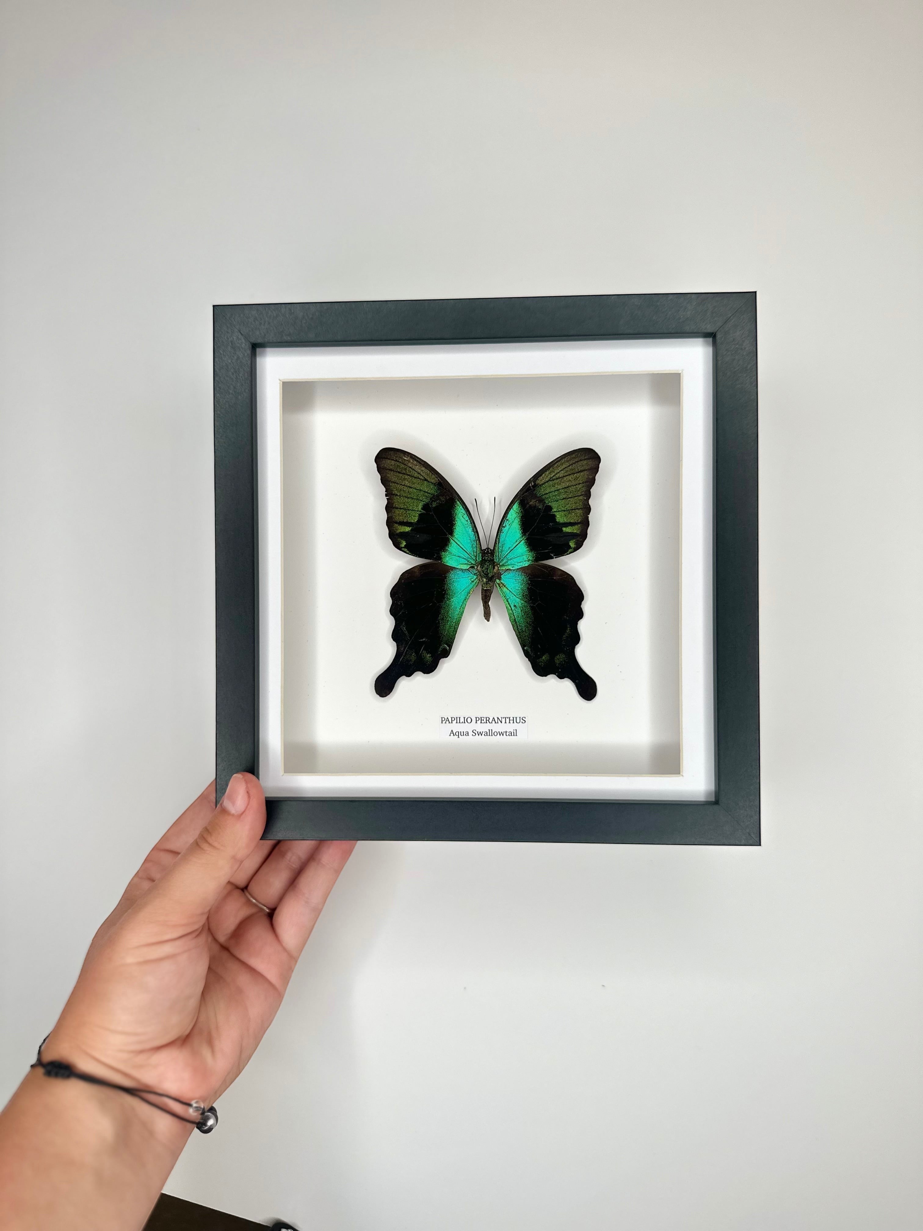 Aqua Swallowtail | Papilio Peranthus | Medium black shadow deep Frame - Taxidermy Entomology Home Decor Framed Natural Art handmade by cuteaholic gifts