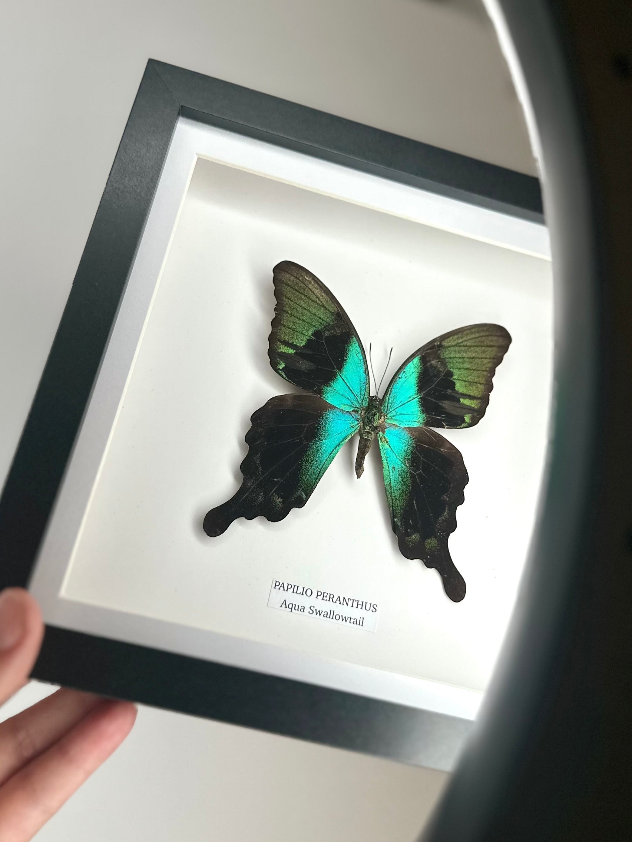 Aqua Swallowtail | Papilio Peranthus | Medium black shadow deep Frame - Taxidermy Entomology Home Decor Framed Natural Art handmade by cuteaholic gifts