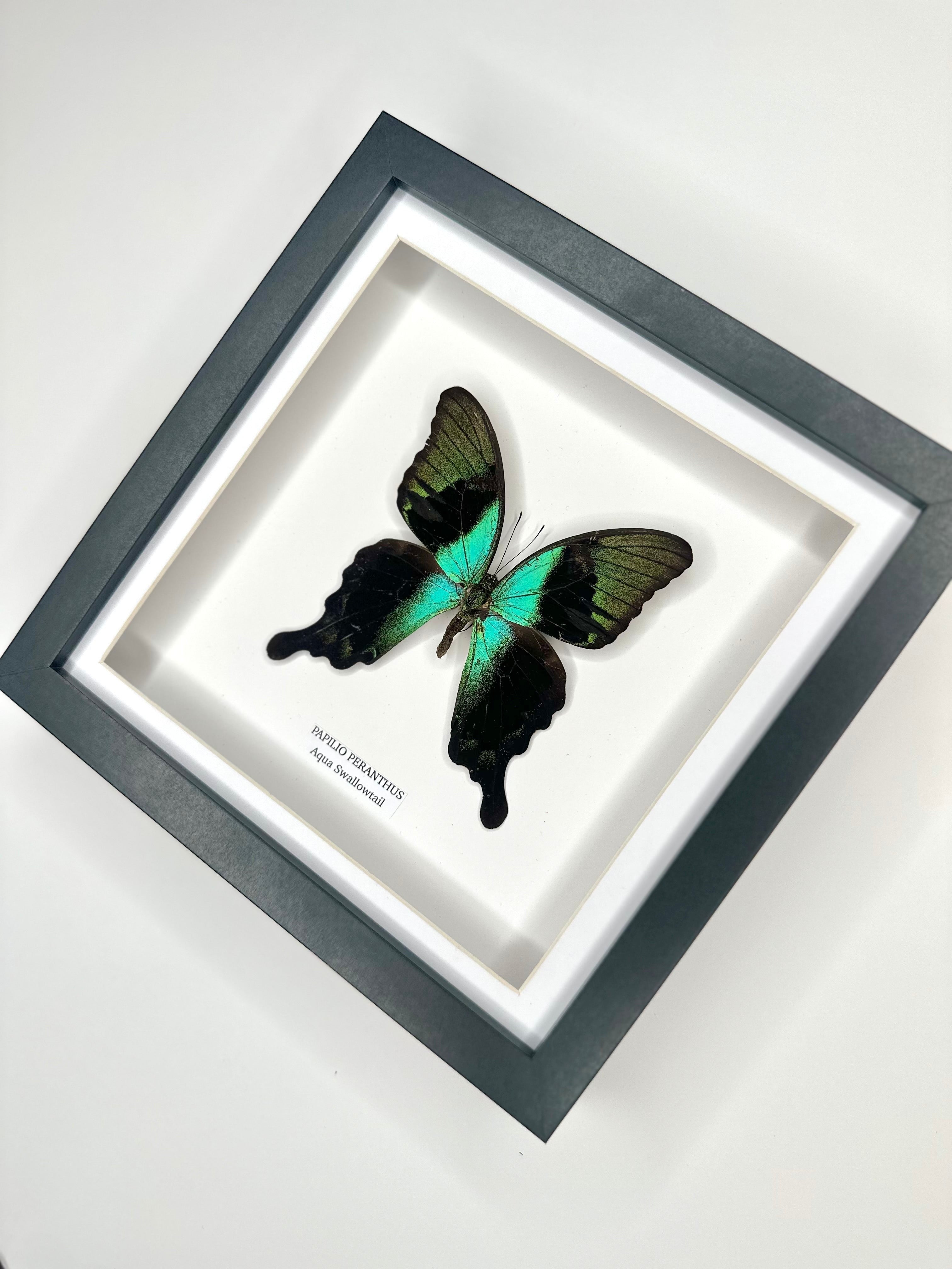 Aqua Swallowtail | Papilio Peranthus | Medium black shadow deep Frame - Taxidermy Entomology Home Decor Framed Natural Art handmade by cuteaholic gifts