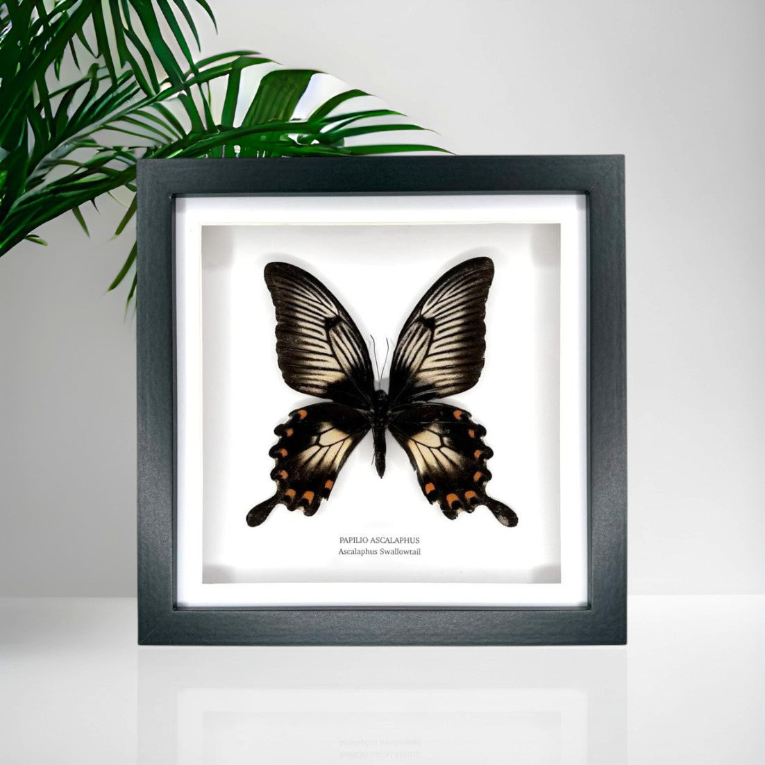 Ascalaphus Swallowtail | Papilio Ascalaphus | Medium Frame • Taxidermy Entomology Home Decor Framed Art