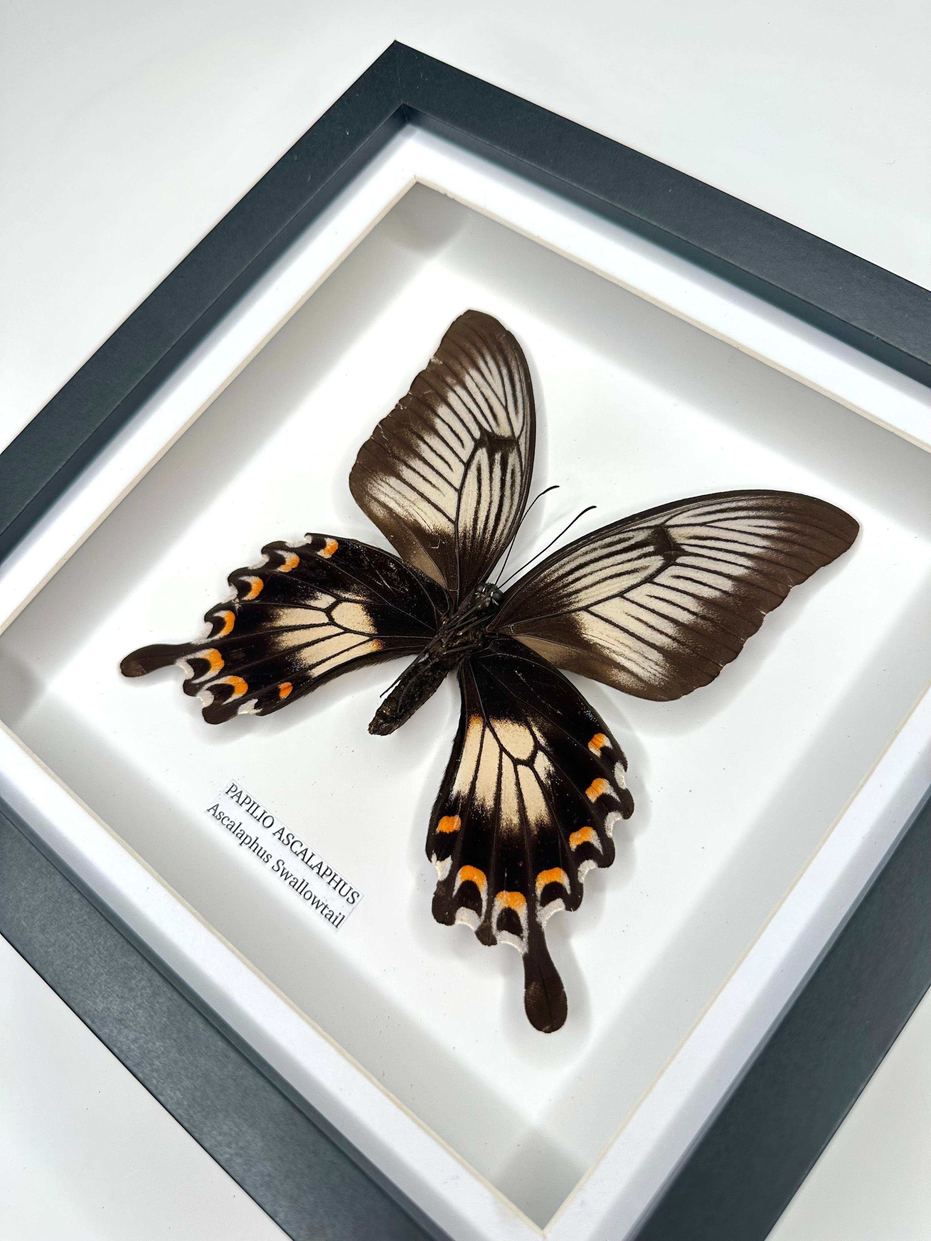 Ascalaphus Swallowtail | Papilio Ascalaphus | Medium black shadow deep Frame - Taxidermy Entomology Home Decor Framed Art handmade by cuteaholic gifts