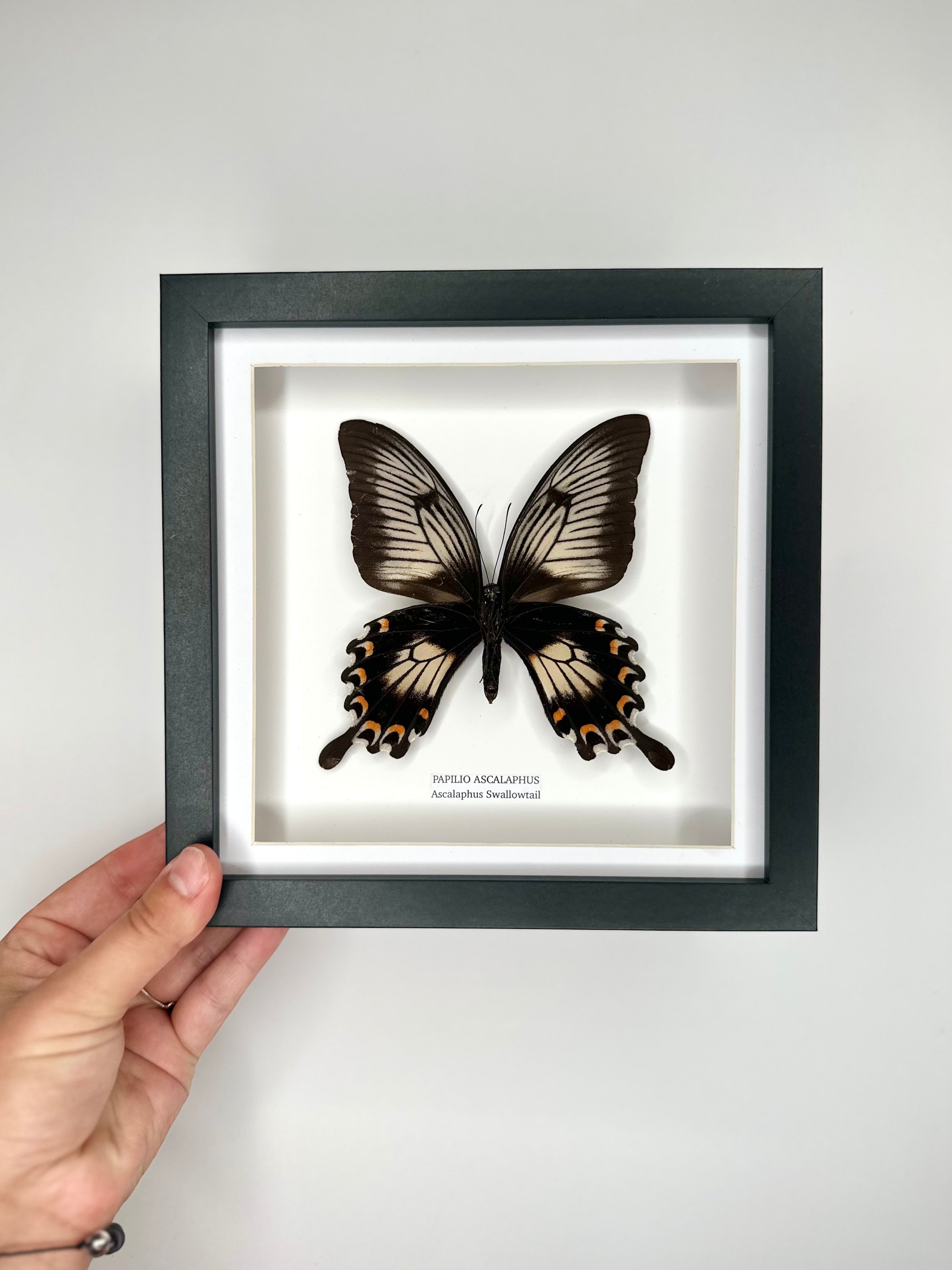 Ascalaphus Swallowtail | Papilio Ascalaphus | Medium black shadow deep Frame - Taxidermy Entomology Home Decor Framed Art handmade by cuteaholic gifts