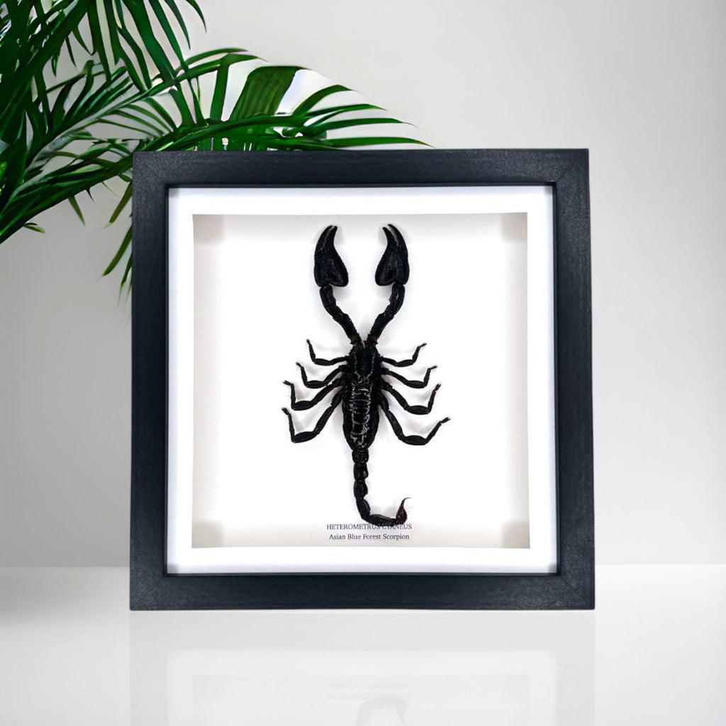 Asian Blue Forest Scorpion | Medium Frame • Taxidermy Entomology Home Decor Framed Art