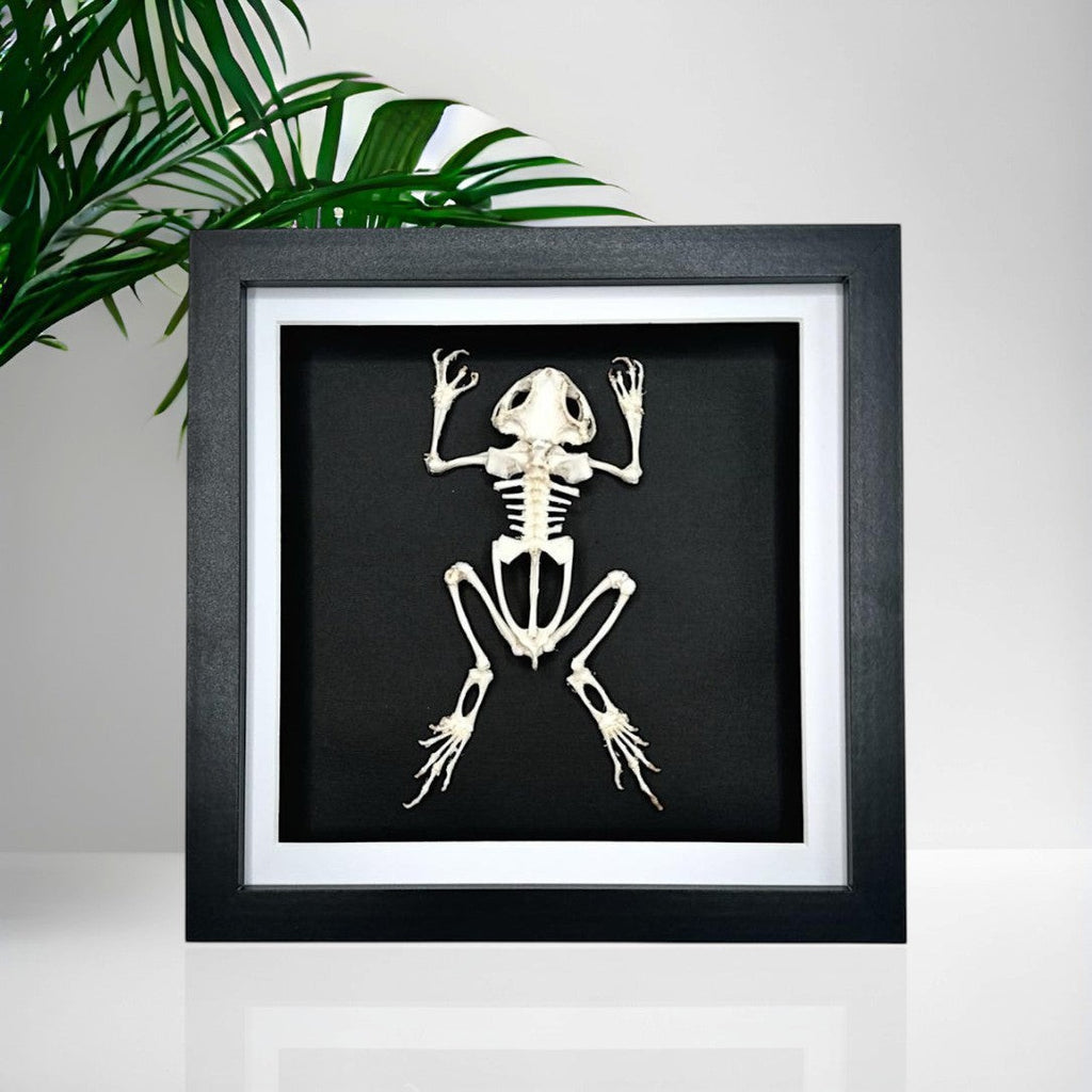 Asian Common Toad Skeleton | Medium Frame • Taxidermy Entomology Home Decor Framed Art
