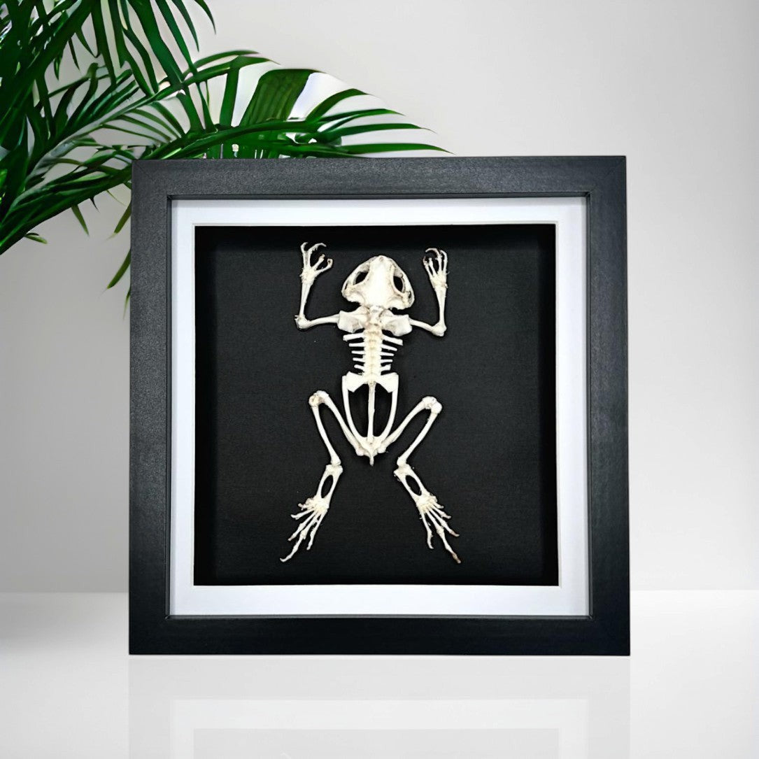 Asian Common Toad Skeleton | Medium Frame • Taxidermy Entomology Home Decor Framed Art