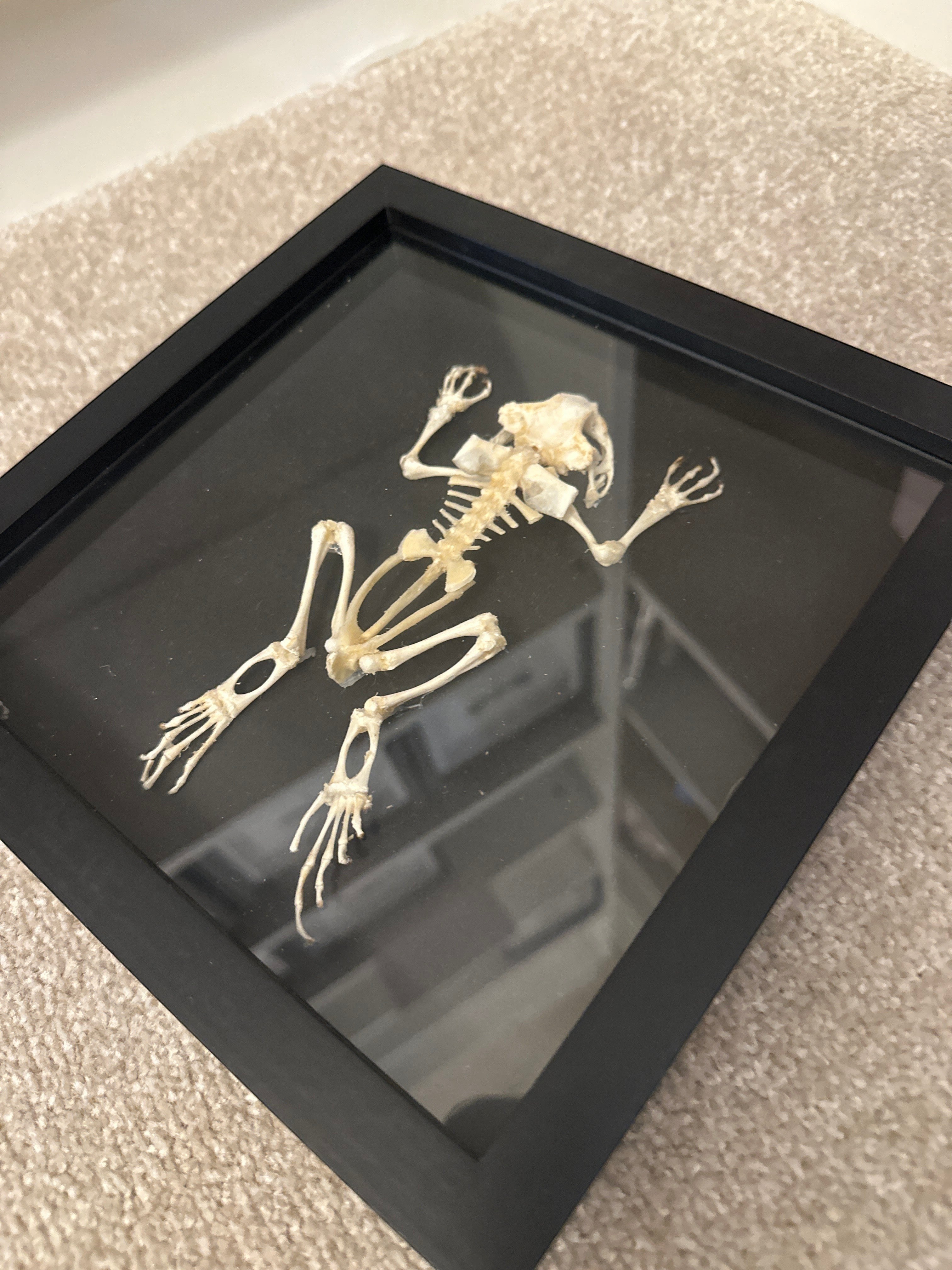 Asian Common Toad Skeleton | Medium Frame • Taxidermy Entomology Home Decor Framed Art
