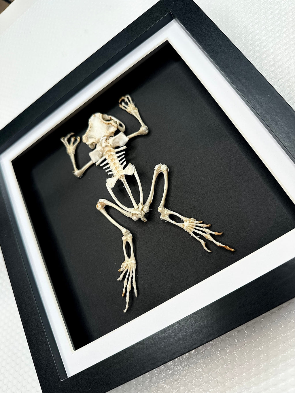 Asian Common Toad Skeleton | Medium Frame • Taxidermy Entomology Home Decor Framed Art