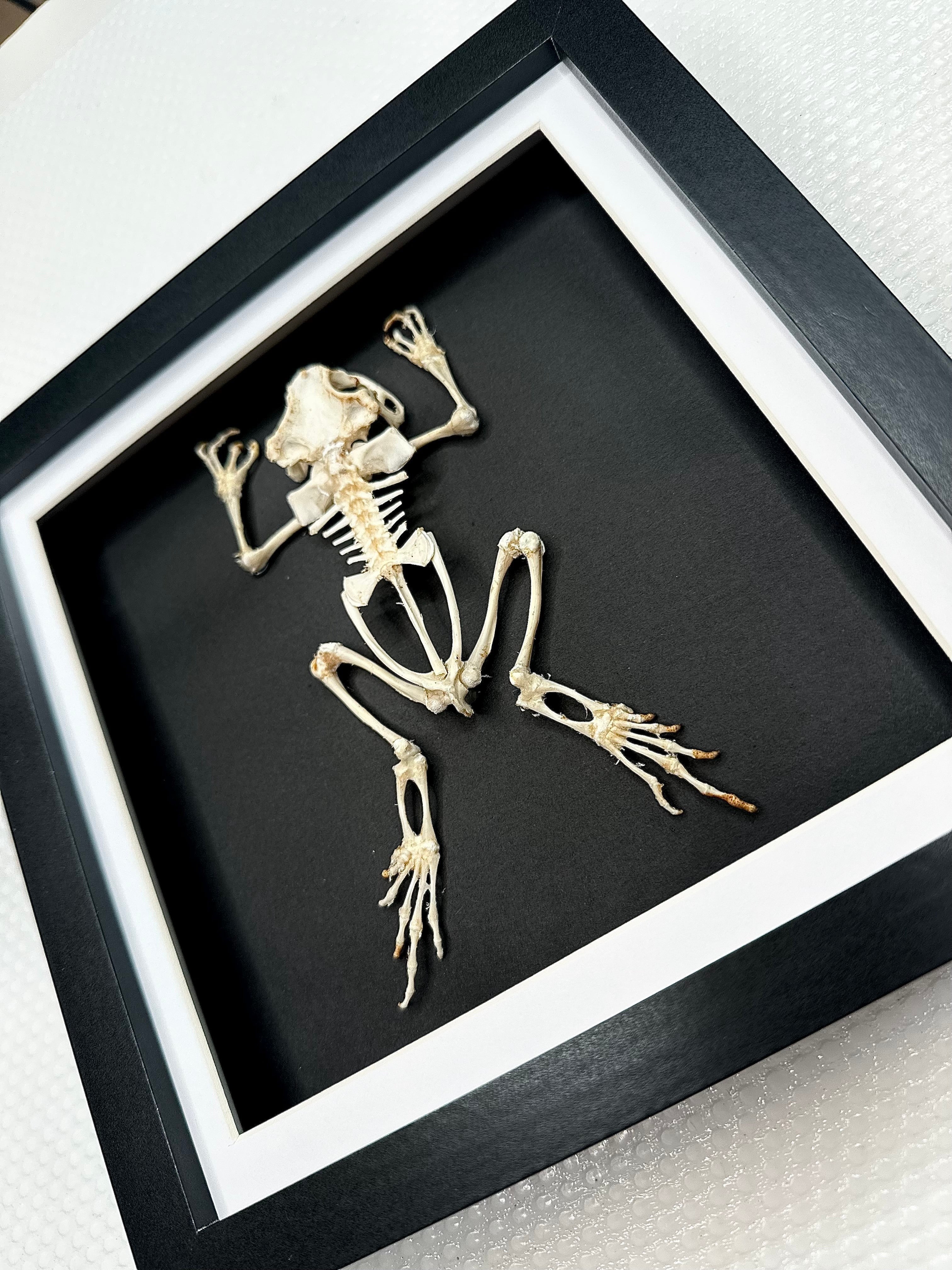 Asian Common Toad Skeleton | Medium Frame • Taxidermy Entomology Home Decor Framed Art