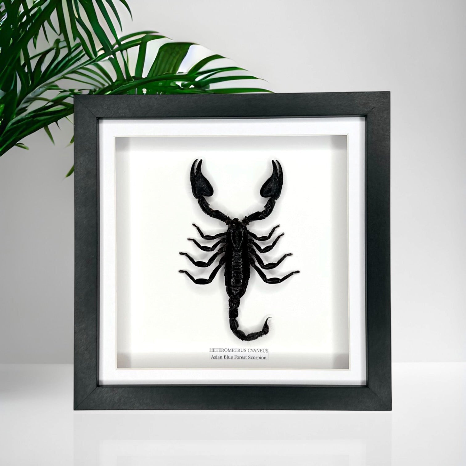 Asian Forest Scorpion | Heterometrus Cyaneus | Black Deep Shadow Medium Frame - Taxidermy Entomology Home Decor Framed Natural Art Handmade By Cuteaholic Gifts