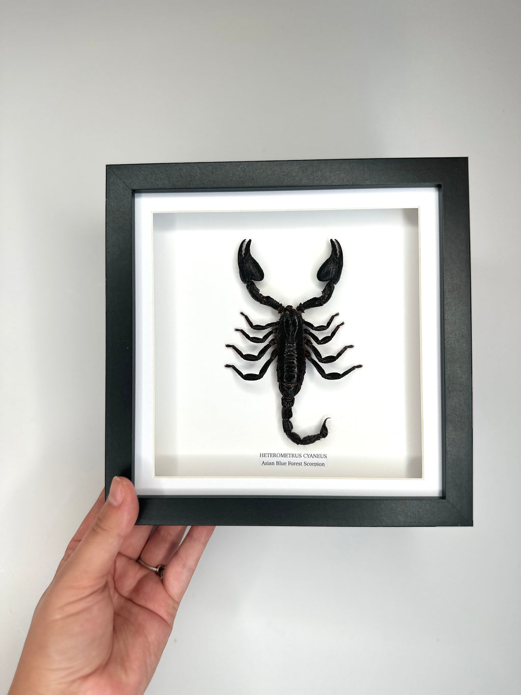 Asian Forest Scorpion | Heterometrus Cyaneus | Black Deep Shadow Medium Frame - Taxidermy Entomology Home Decor Framed Natural Art Handmade By Cuteaholic Gifts