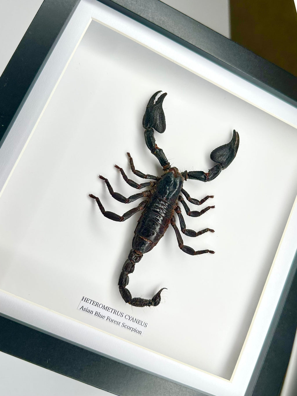 Asian Forest Scorpion | Heterometrus Cyaneus | Black Deep Shadow Medium Frame - Taxidermy Entomology Home Decor Framed Natural Art Handmade By Cuteaholic Gifts