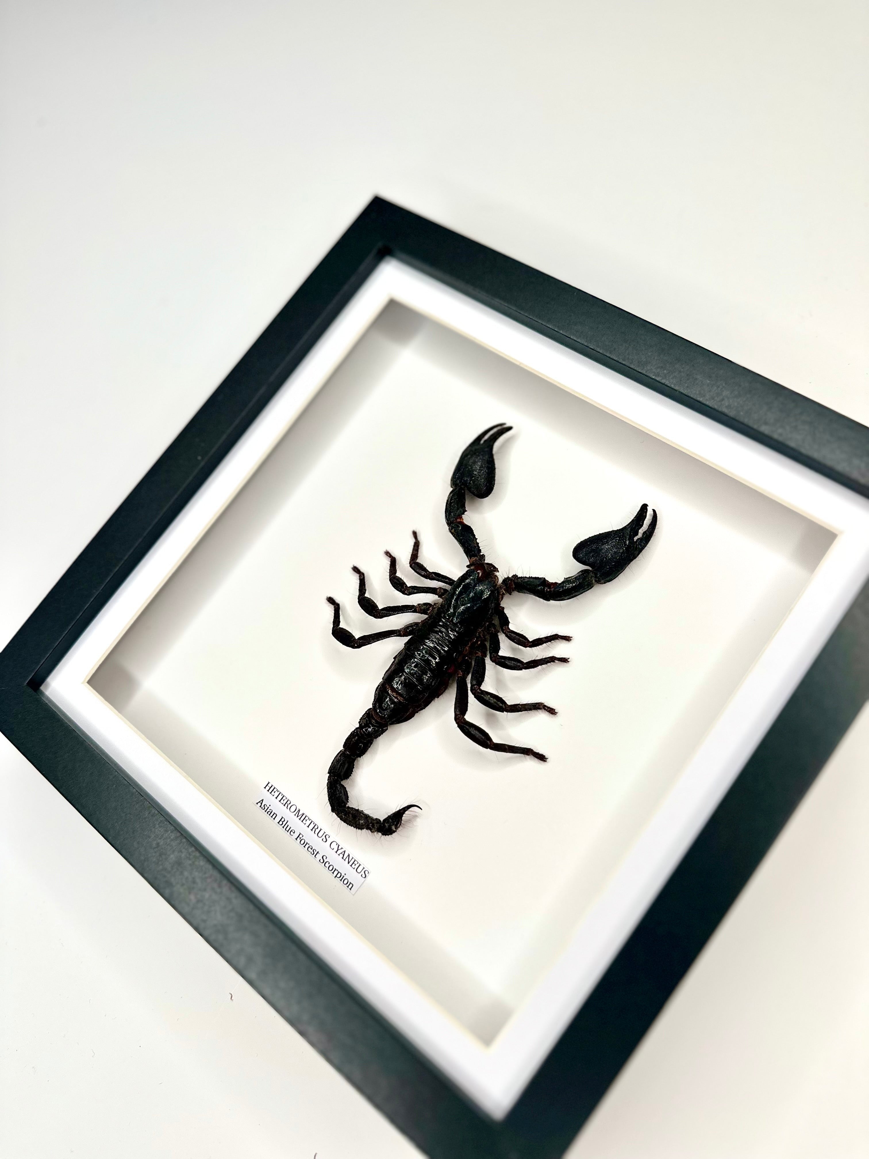 Asian Forest Scorpion | Heterometrus Cyaneus | Black Deep Shadow Medium Frame - Taxidermy Entomology Home Decor Framed Natural Art Handmade By Cuteaholic Gifts