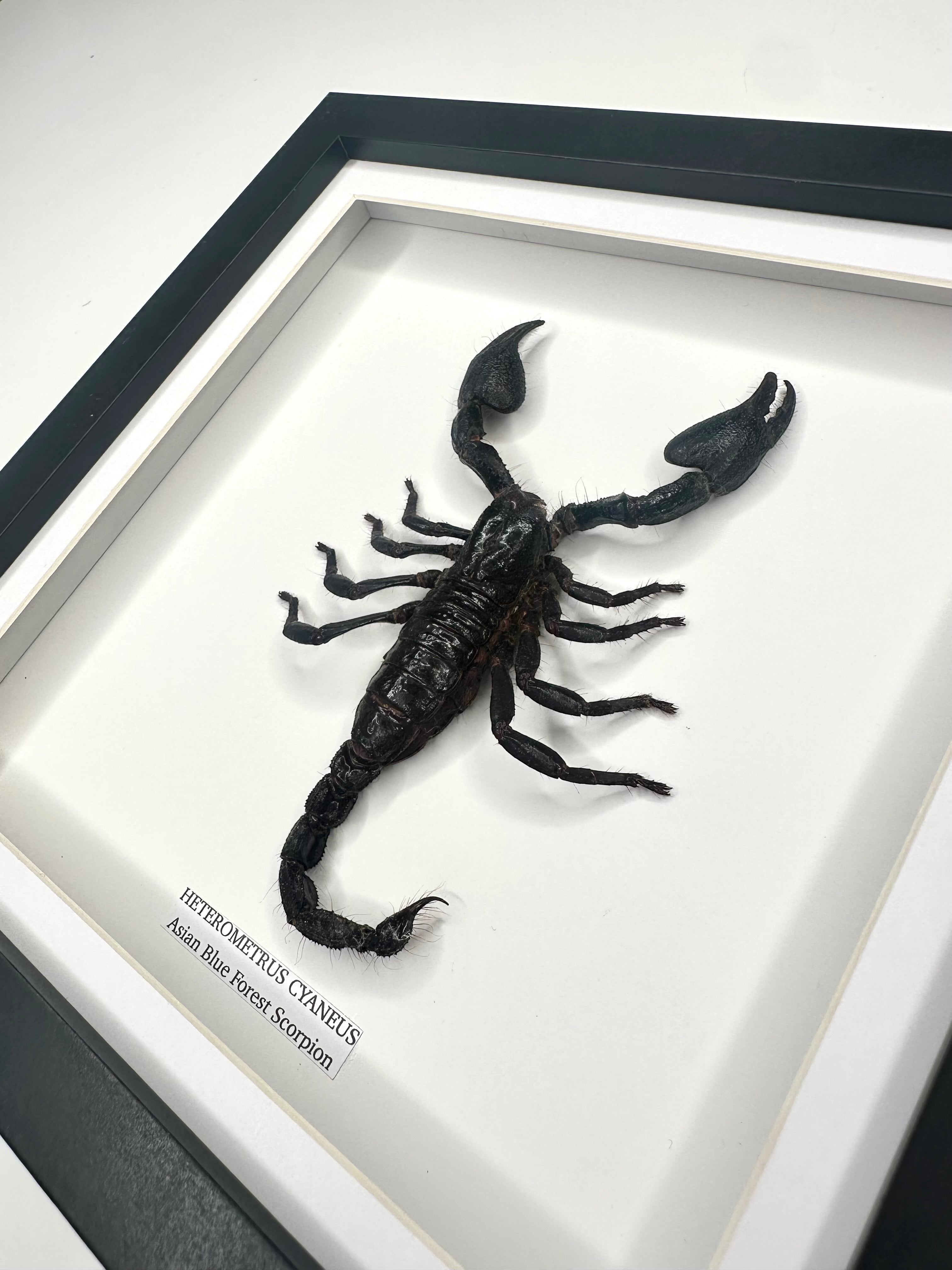 Asian Forest Scorpion | Heterometrus Cyaneus | Black Deep Shadow Medium Frame - Taxidermy Entomology Home Decor Framed Natural Art Handmade By Cuteaholic Gifts