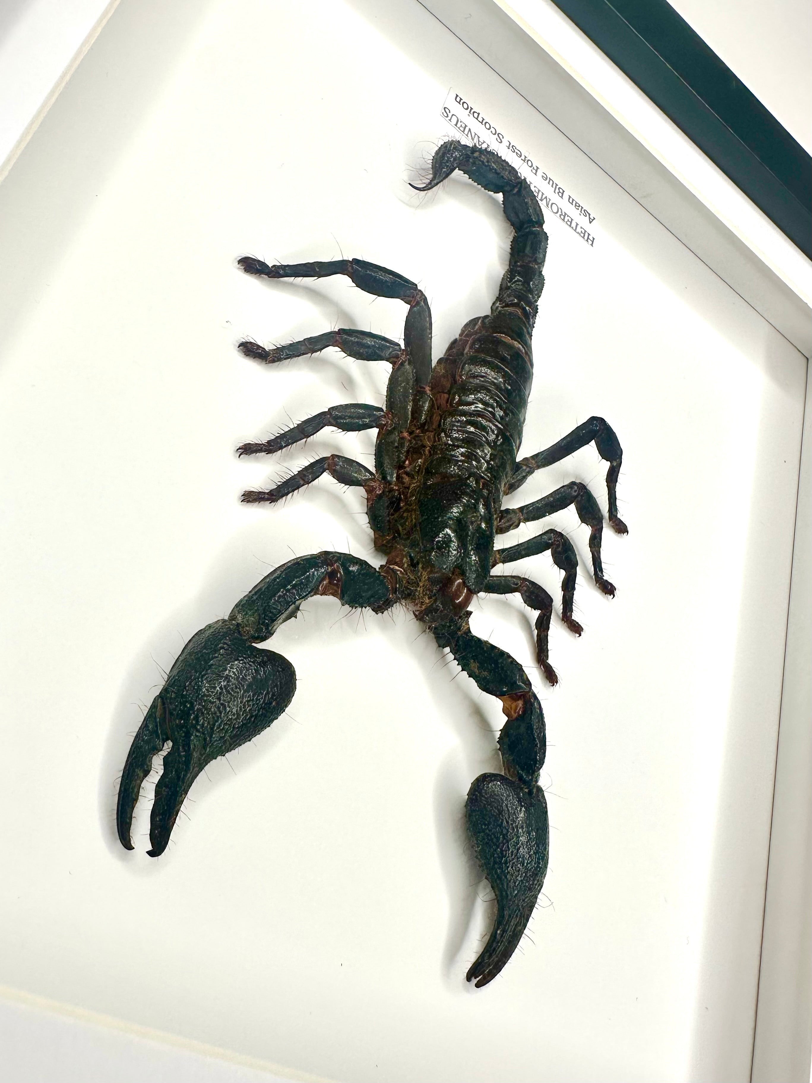Asian Forest Scorpion | Heterometrus Cyaneus | Black Deep Shadow Medium Frame - Taxidermy Entomology Home Decor Framed Natural Art Handmade By Cuteaholic Gifts