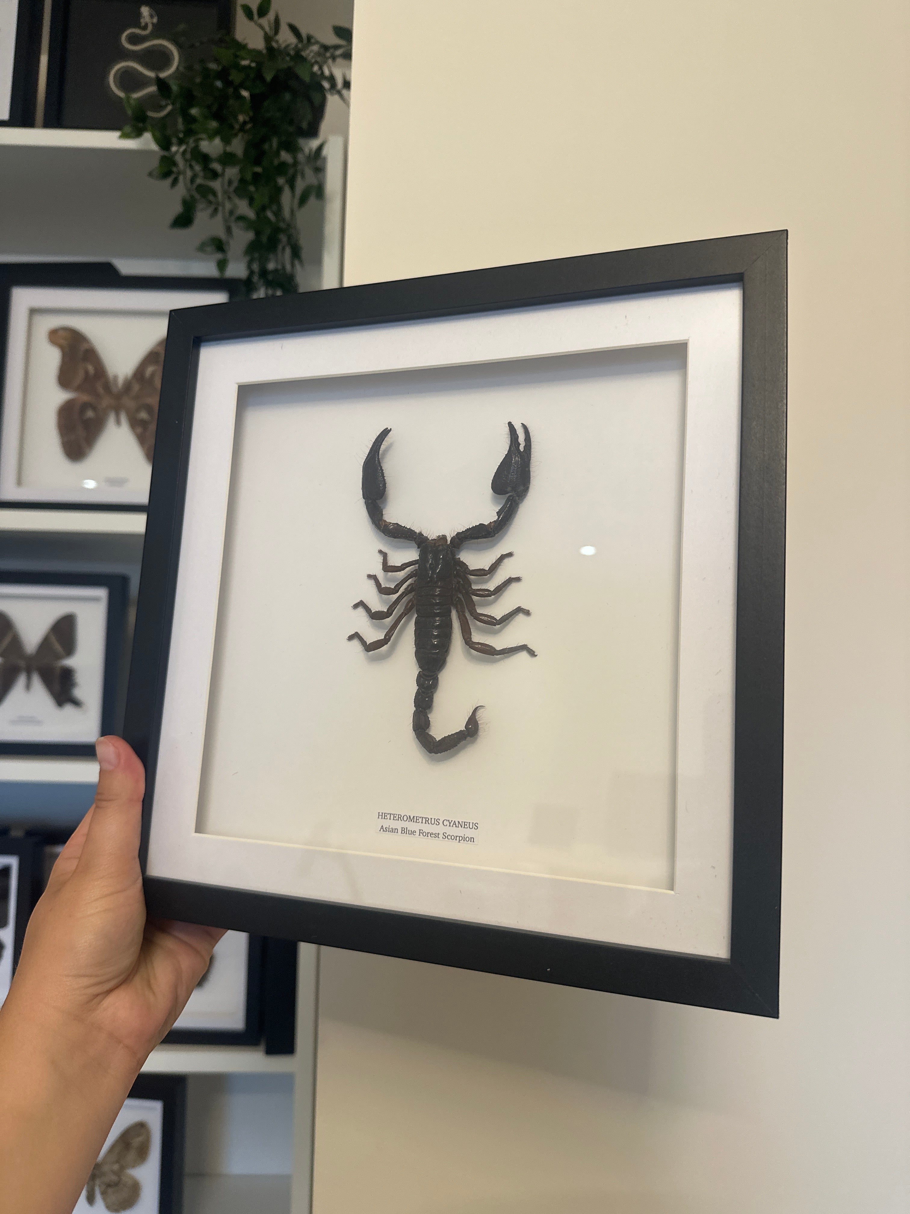 Asian Forest Scorpion | Heterometrus Cyaneus | Black Deep Shadow Medium Frame - Taxidermy Entomology Home Decor Framed Natural Art Handmade By Cuteaholic Gifts