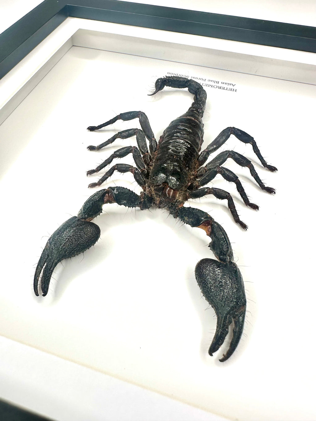 Asian Forest Scorpion | Heterometrus Cyaneus | Black Deep Shadow Medium Frame - Taxidermy Entomology Home Decor Framed Natural Art Handmade By Cuteaholic Gifts