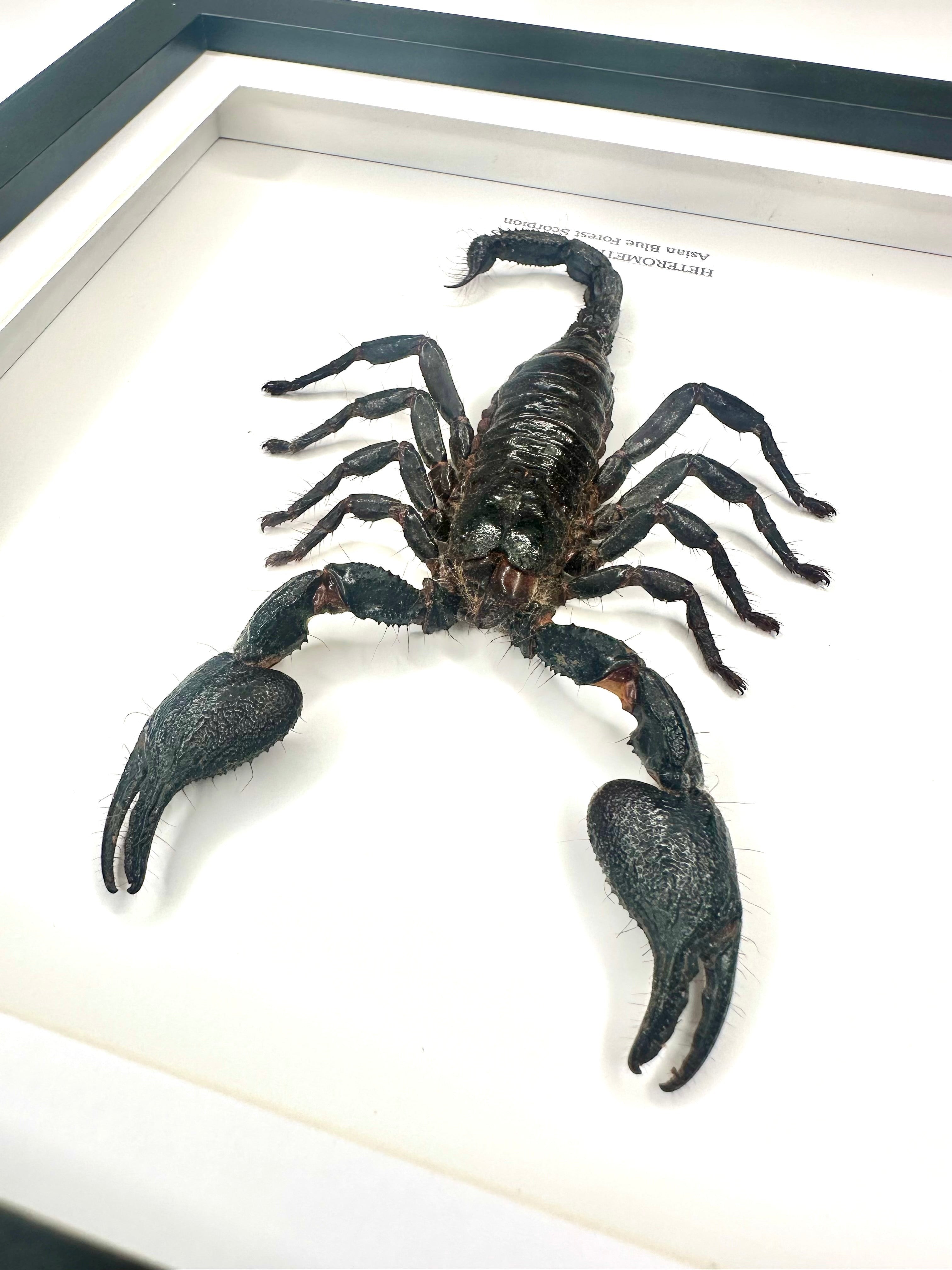 Asian Forest Scorpion | Heterometrus Cyaneus | Black Deep Shadow Medium Frame - Taxidermy Entomology Home Decor Framed Natural Art Handmade By Cuteaholic Gifts