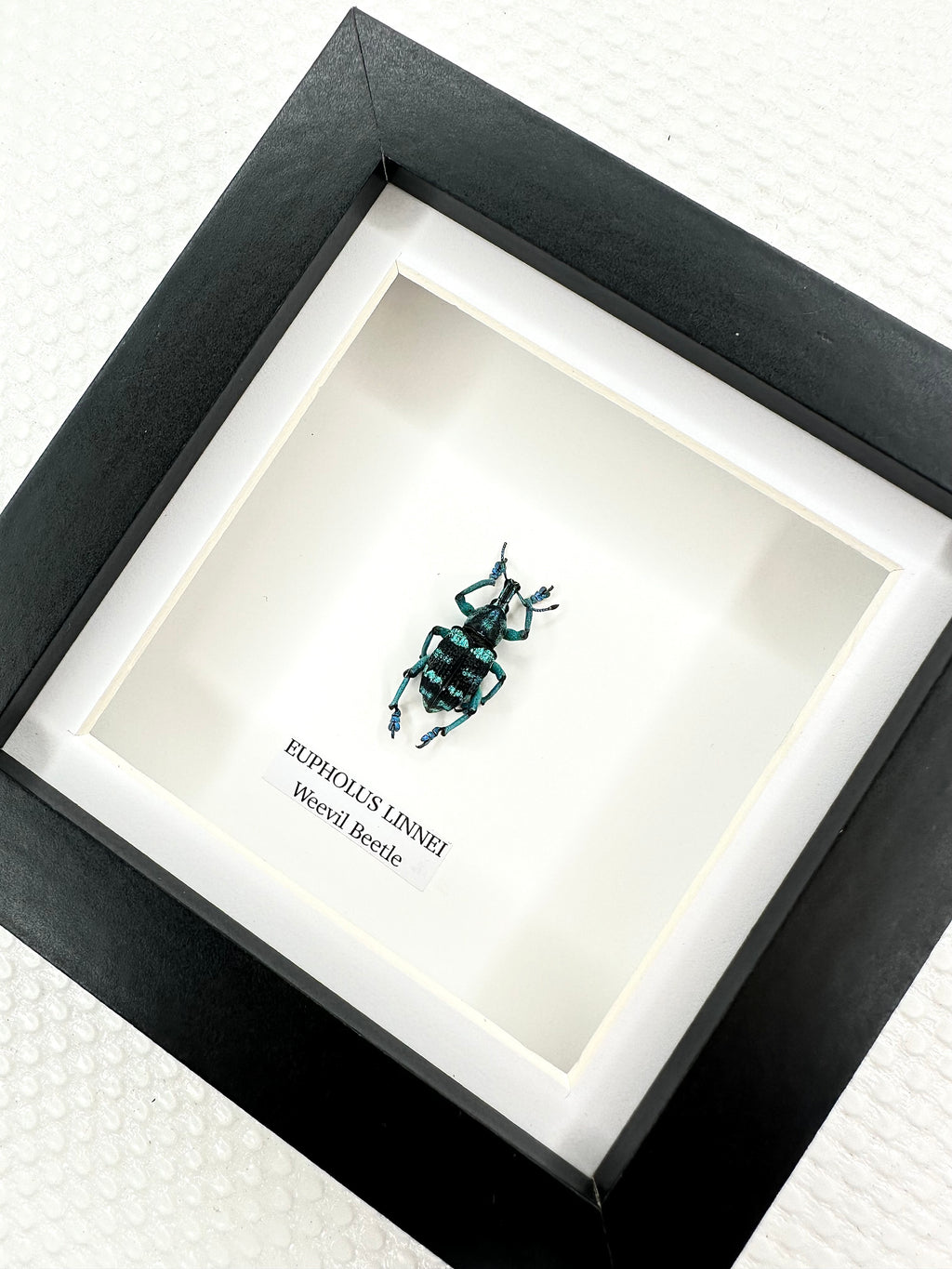 Weevil Beetle | Eupholus Linnei | Small Frame • Taxidermy Entomology Home Decor Framed Art