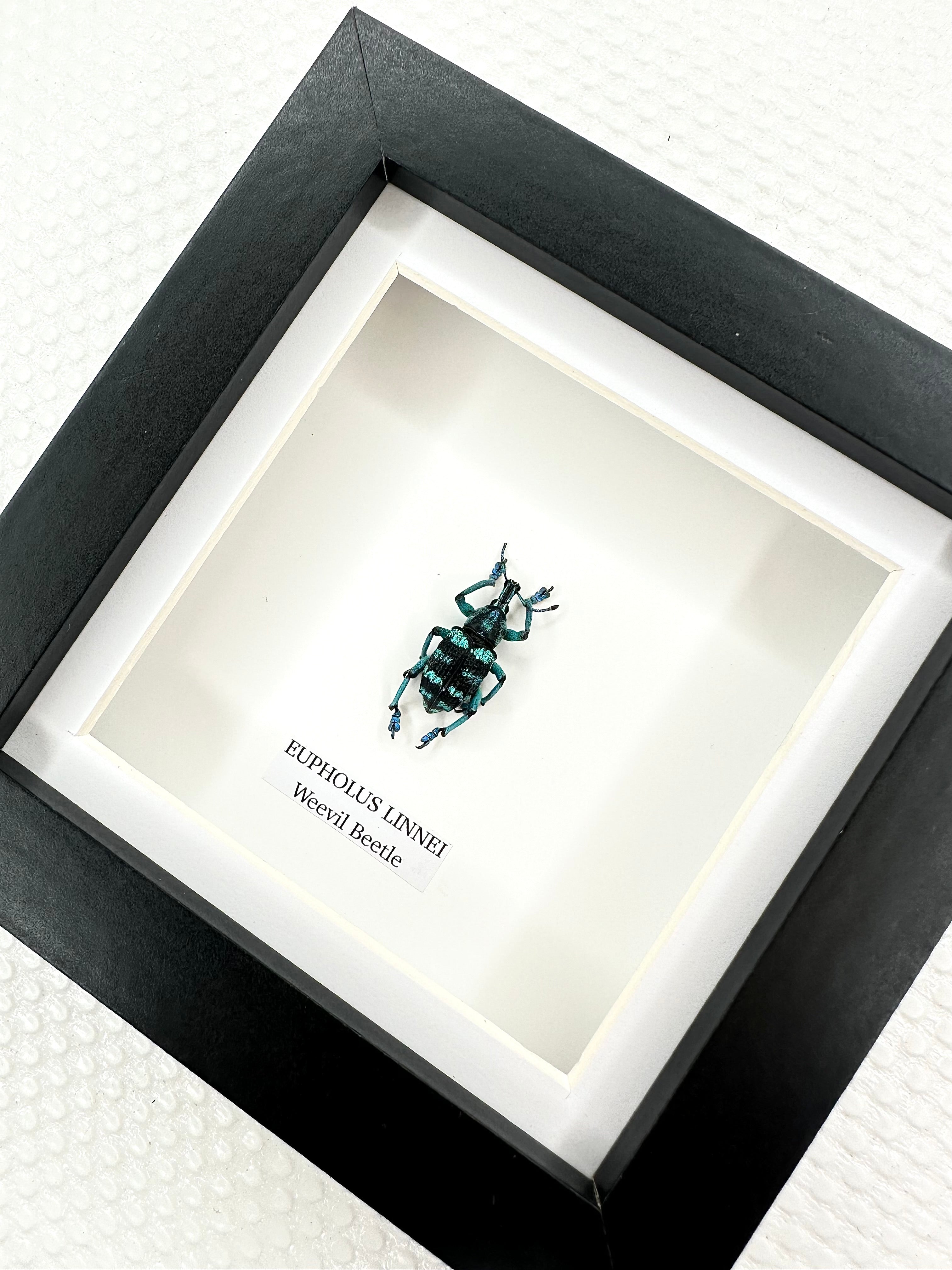 Weevil Beetle | Eupholus Linnei | Small Frame • Taxidermy Entomology Home Decor Framed Art