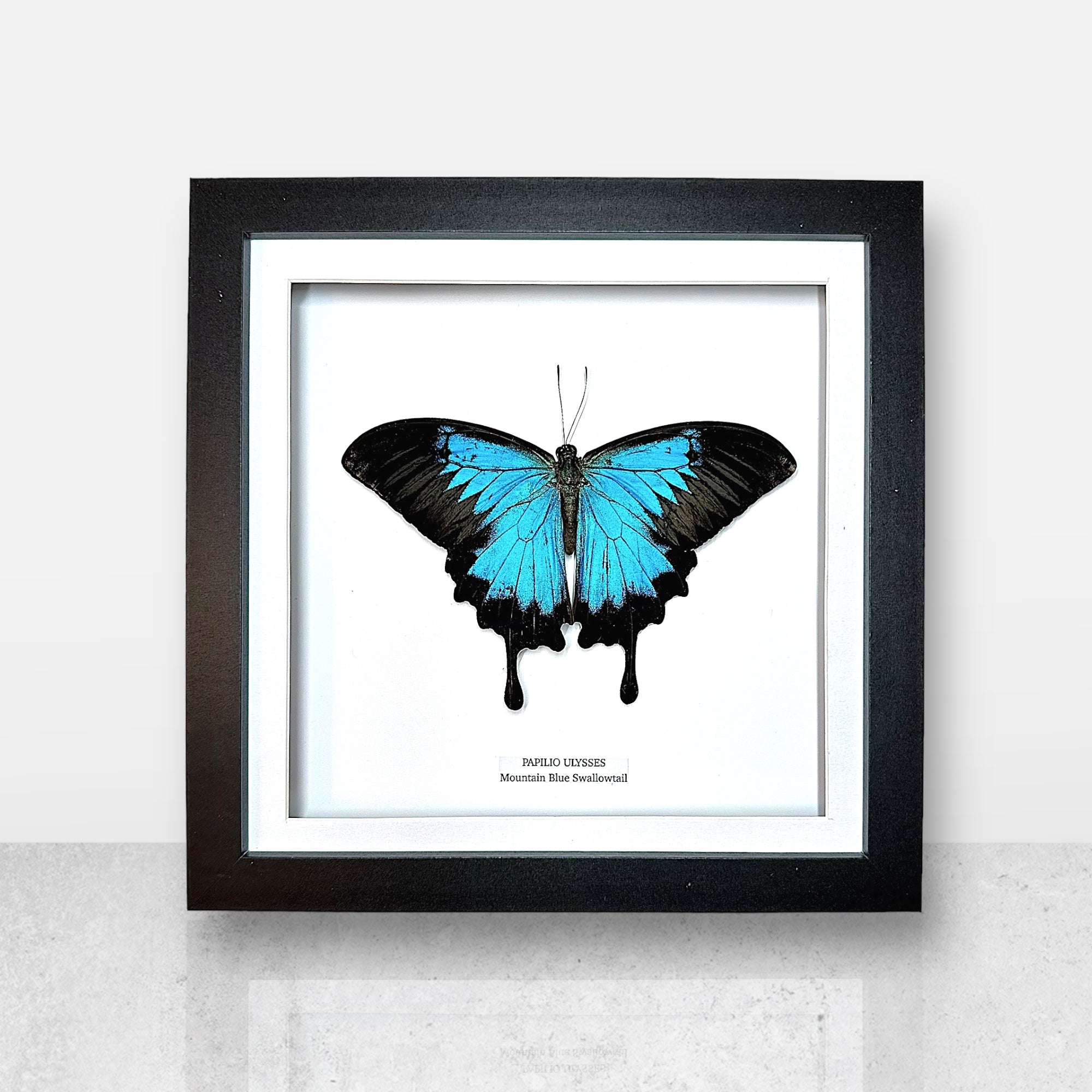 Mountain Blue Swallowtail | Papilio Ulysses | Medium Frame • Taxidermy Entomology Home Decor Framed Art