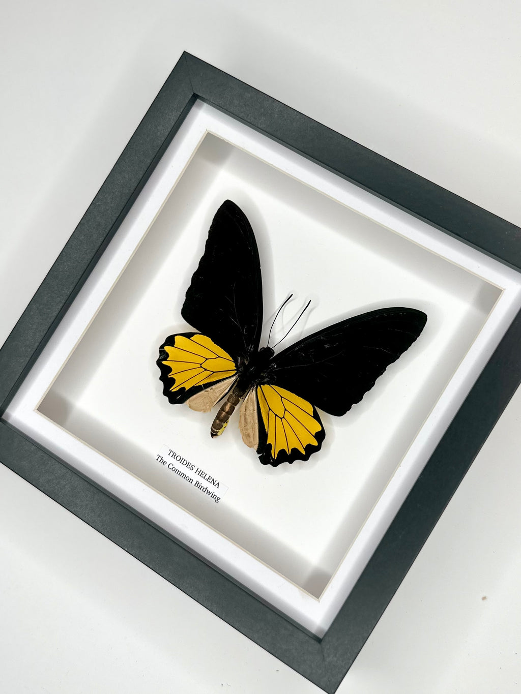The Common Birdwing | Troides Helena | Medium Frame - Taxidermy Entomology Home Decor Framed Natural Art