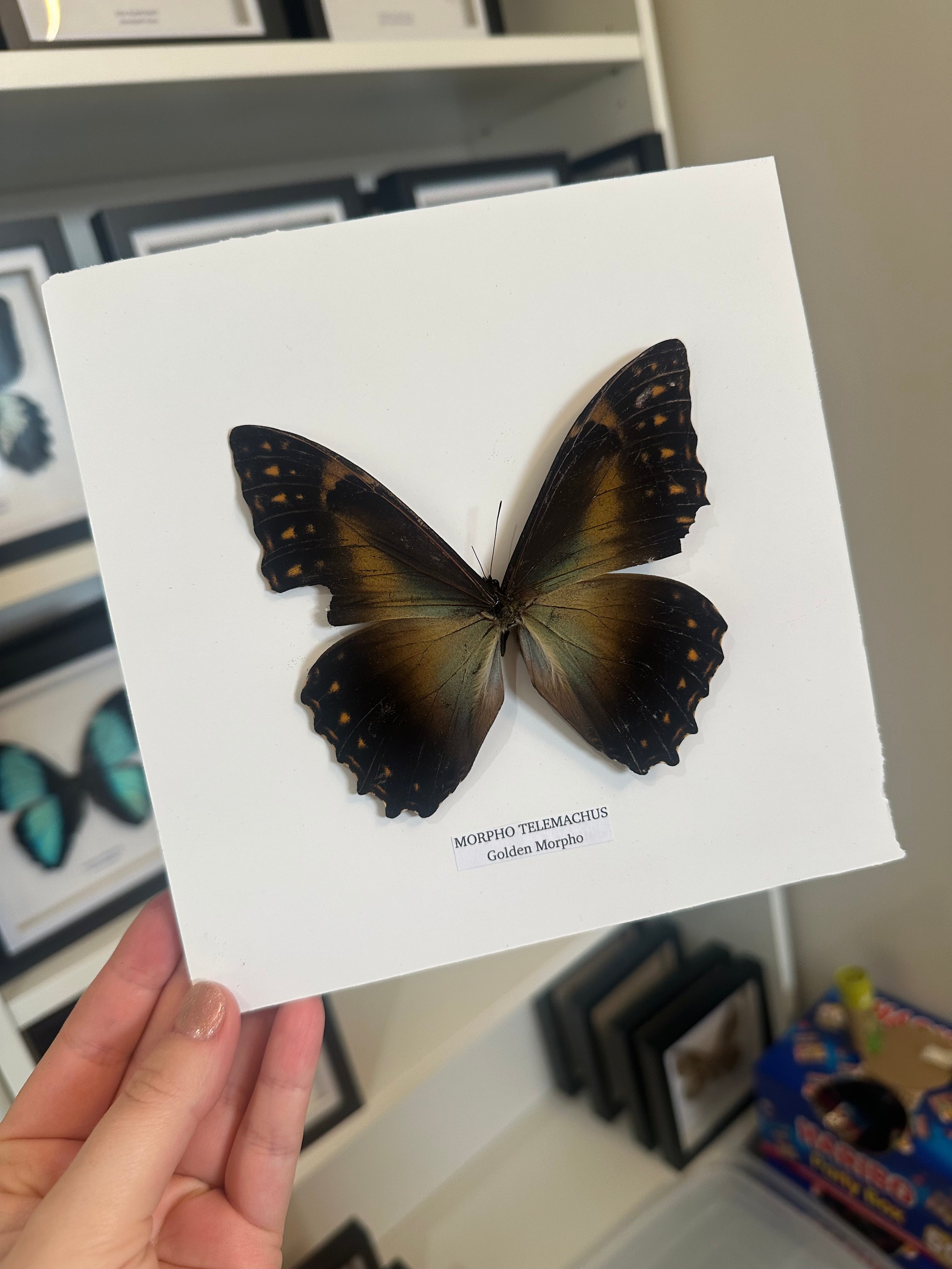 Scarce Morpho | Morpho Deidamia | Medium Frame • Taxidermy Entomology Home Decor Framed Art