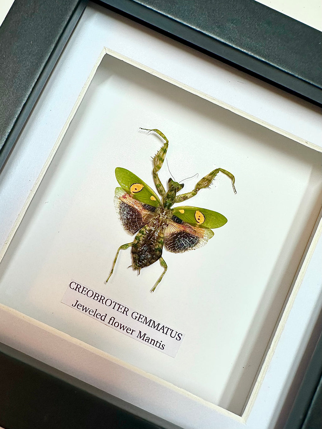 Jeweled Flower Mantis | Creobroter Gemmatus | Small Frame • Taxidermy Entomology Home Decor Framed Art