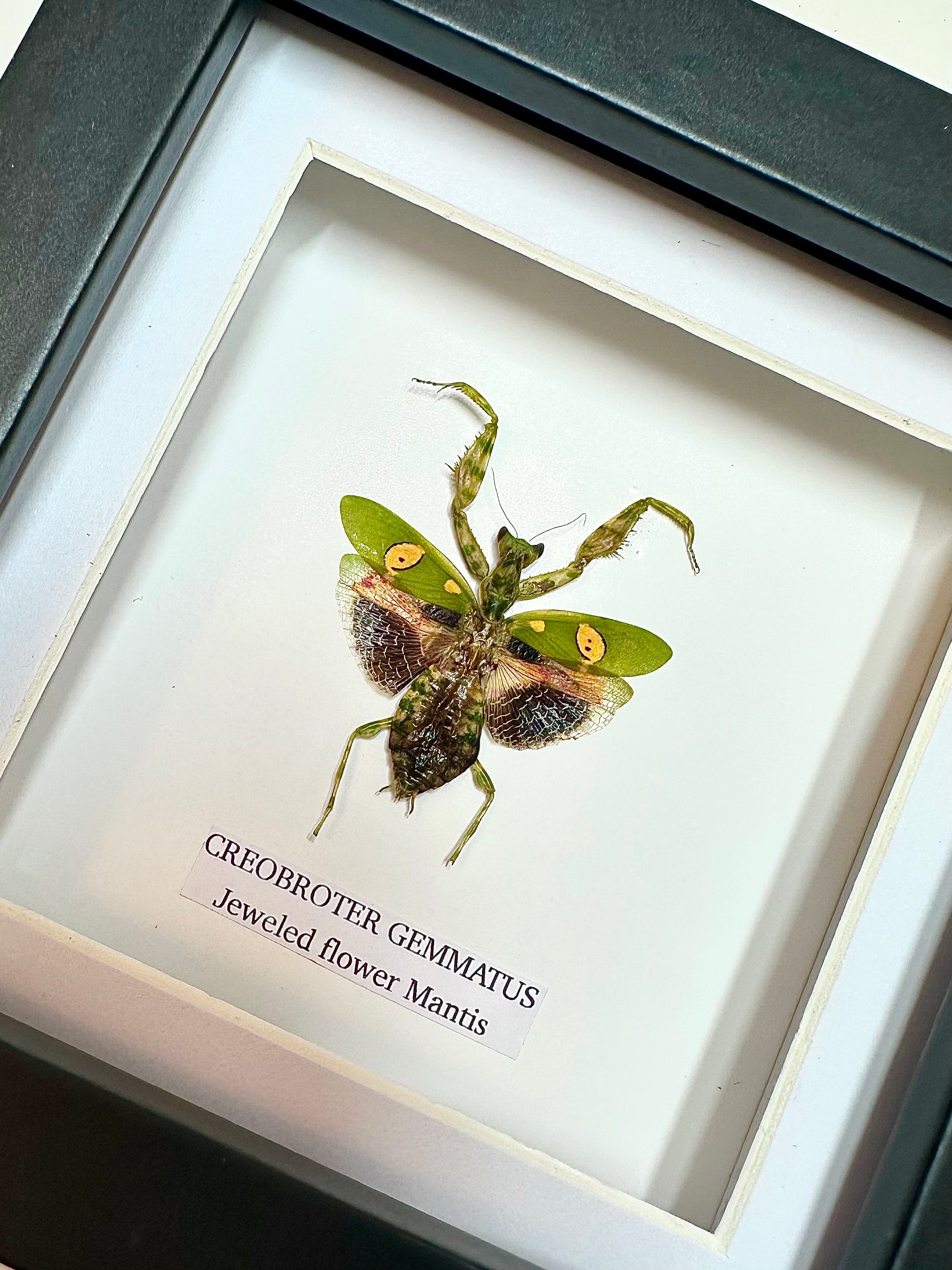Jeweled Flower Mantis | Creobroter Gemmatus | Small Frame • Taxidermy Entomology Home Decor Framed Art