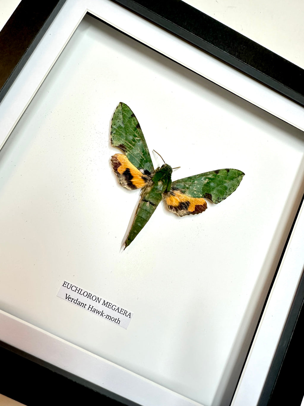 Verdant Green Hawk-moth | Medium Frame • Taxidermy Entomology Home Decor Framed Art