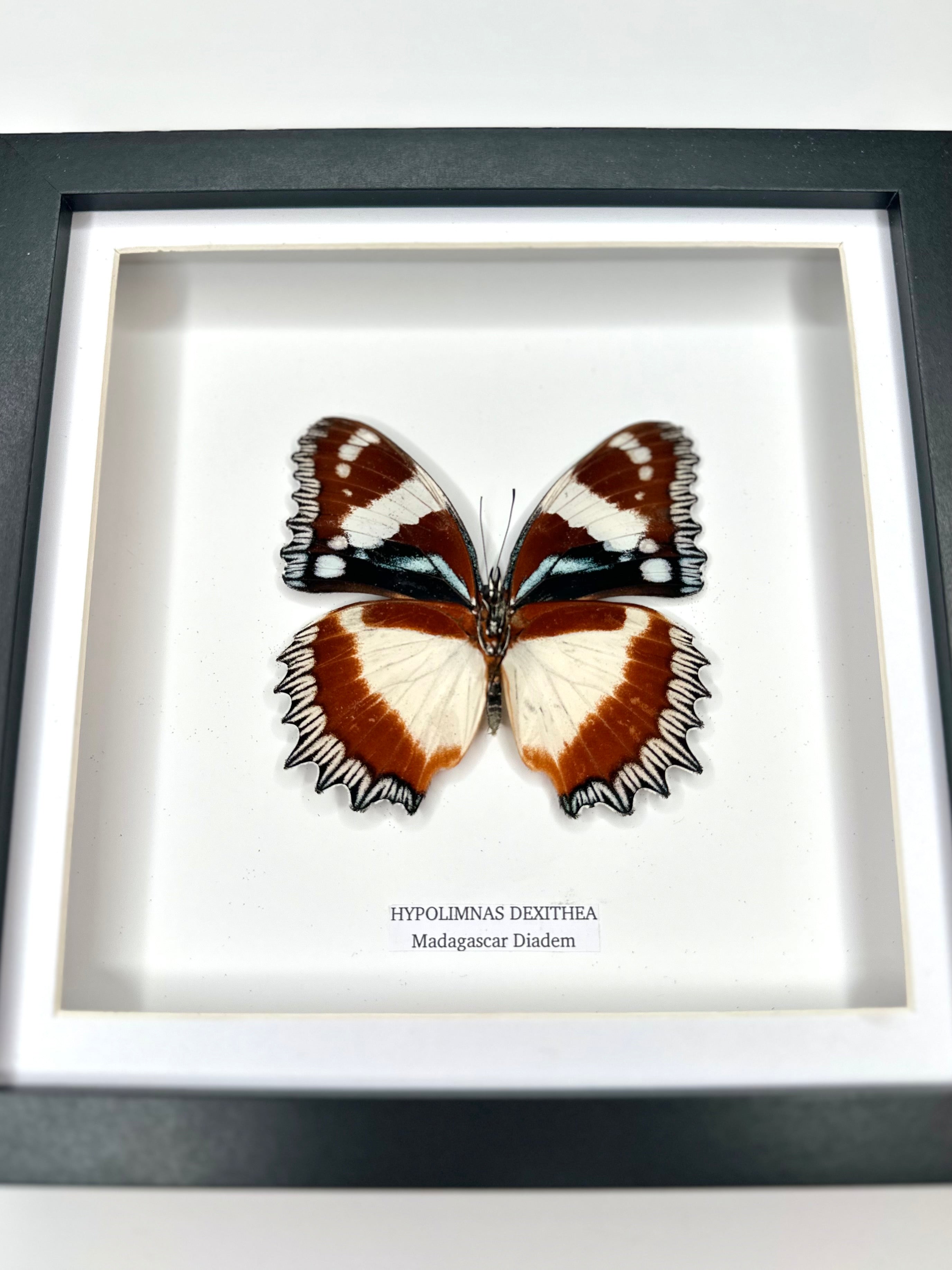 Madagascar Diadem | ’Cat Face’ Underwing Hypolimnas Dexithea | Medium Frame - Taxidermy Entomology Home Decor Framed Natural Art