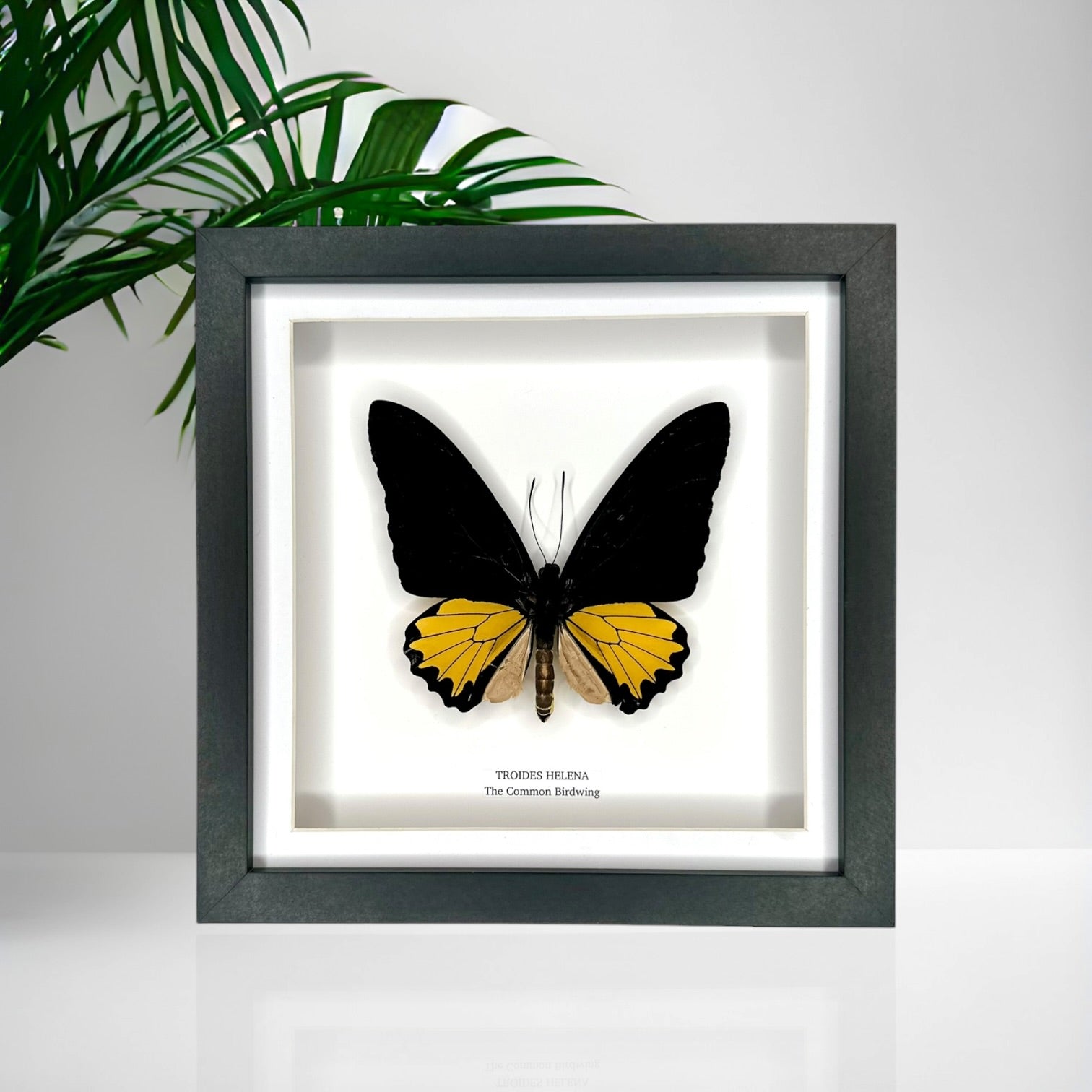 The Common Birdwing | Troides Helena | Medium Frame - Taxidermy Entomology Home Decor Framed Natural Art
