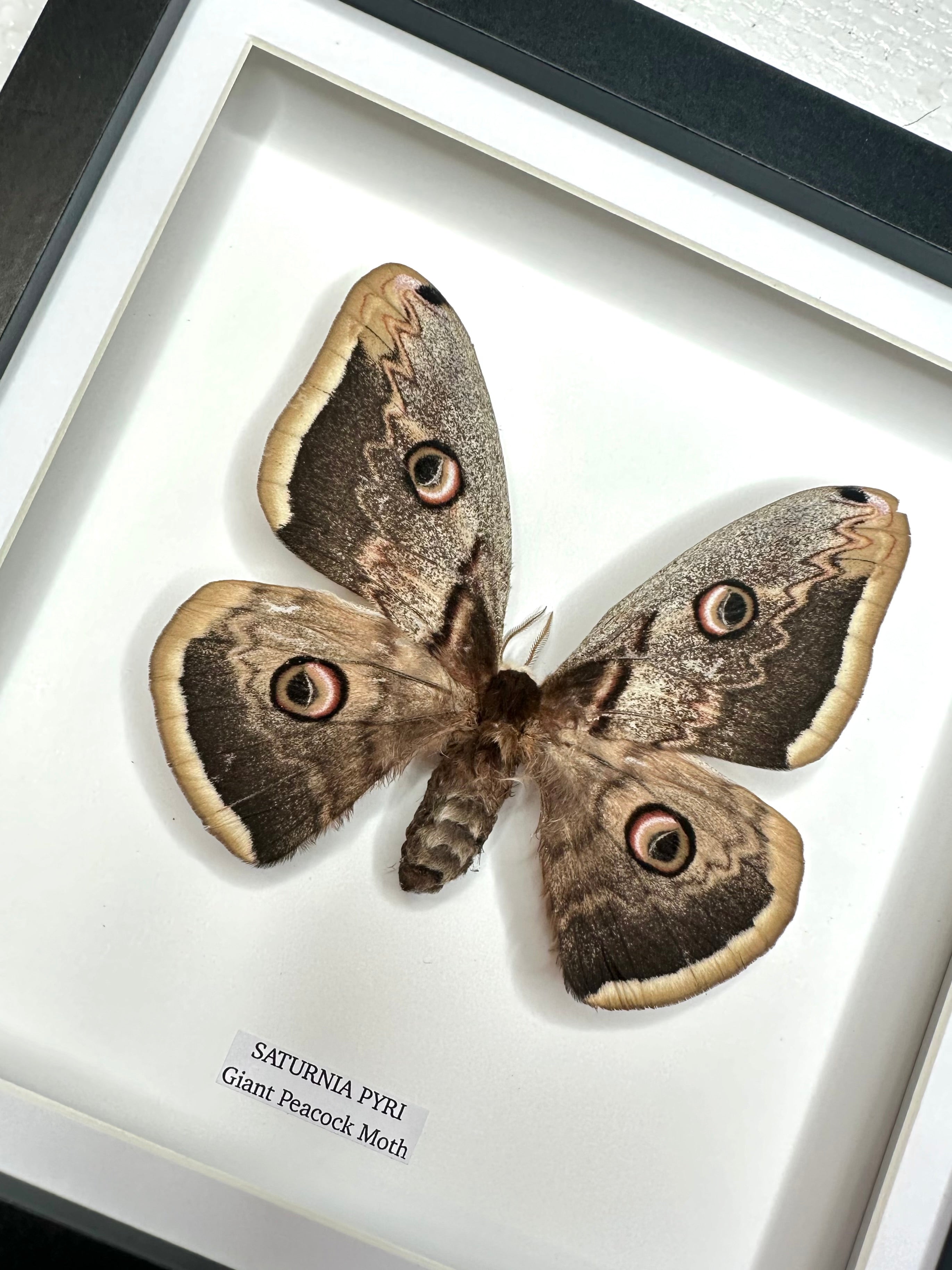Giant Peacock Moth | Saturnia Pyri | Medium Frame • Taxidermy Entomology Home Decor Framed Art