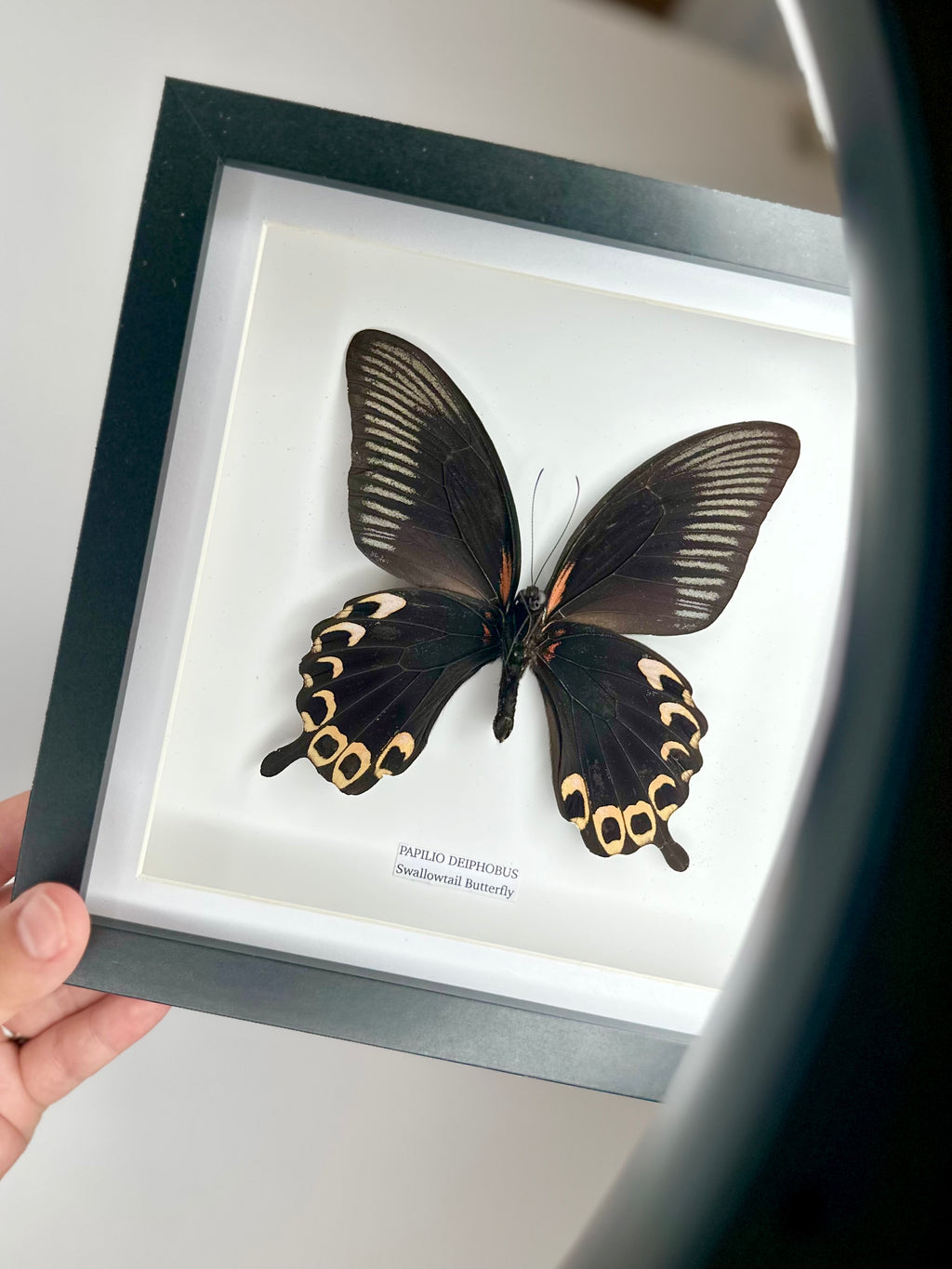 Deiphobus Swallowtail Butterfly | Papilio Deiphobus | Medium Frame - Taxidermy Entomology Home Decor Framed Natural Art