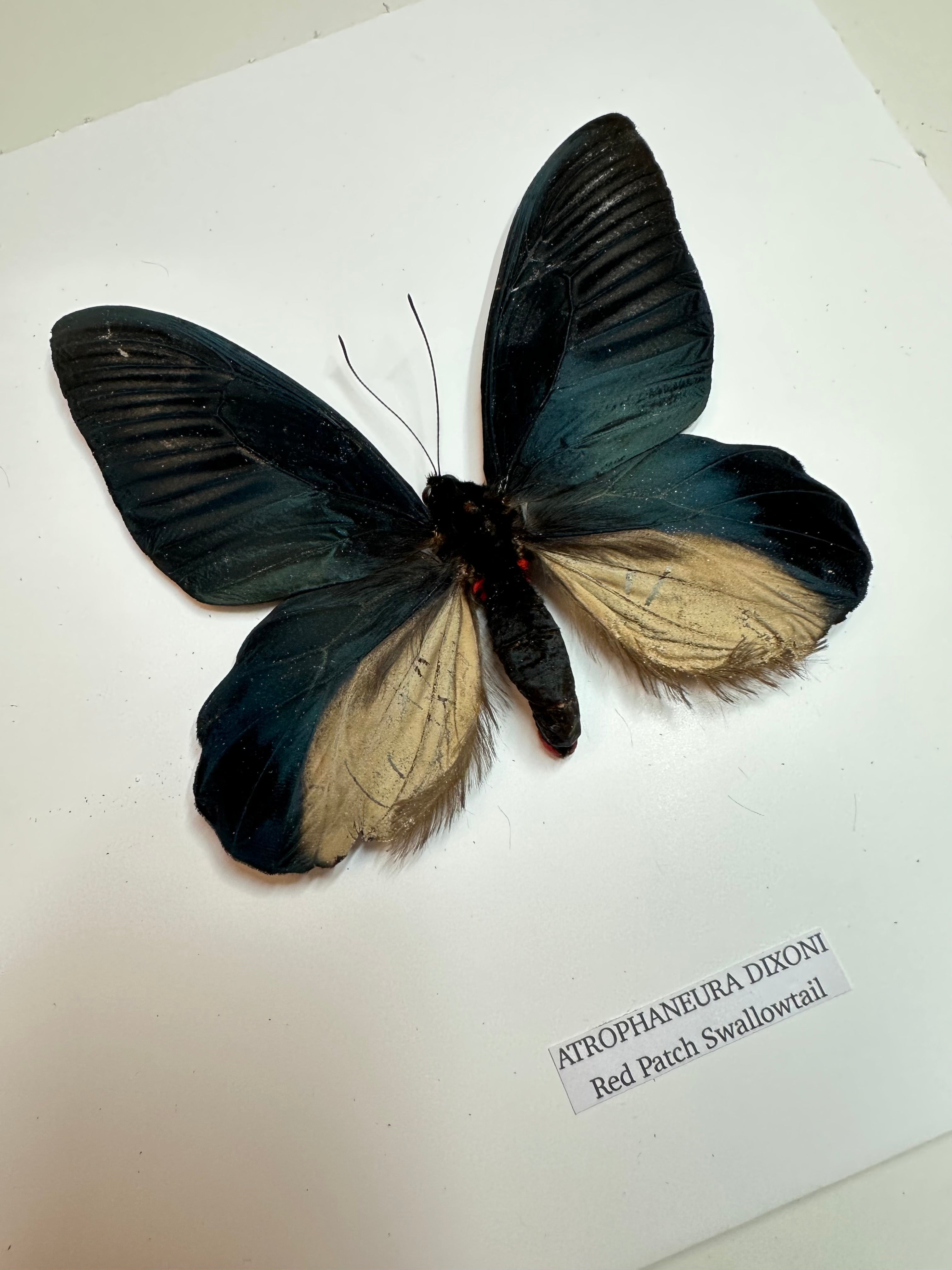 Red Patch Swallowtail | Medium Frame • Taxidermy Entomology Home Decor Framed Art