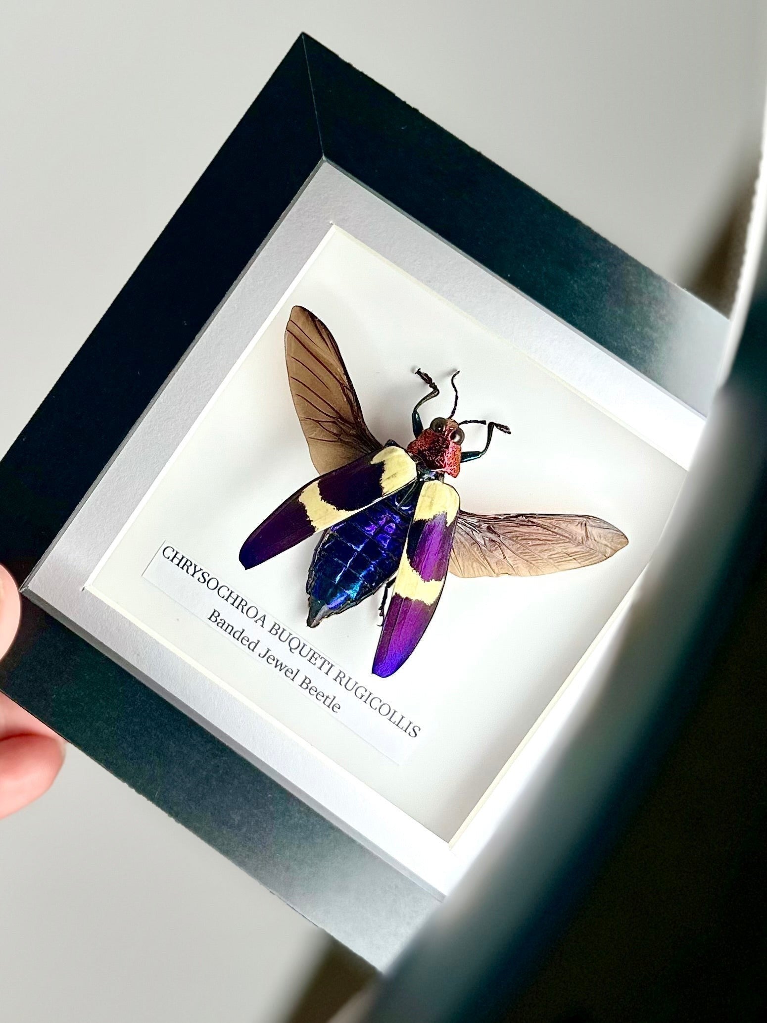 Banded Jewel Beetle | Crysochroa Buqueti Rugicollis | Small deep black shadow Frame - Taxidermy Entomology Home Decor Framed Natural Art