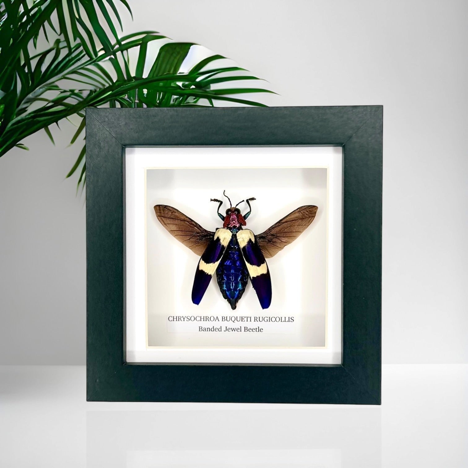 Banded Jewel Beetle | Crysochroa Buqueti Rugicollis | Small deep black shadow Frame - Taxidermy Entomology Home Decor Framed Natural Art