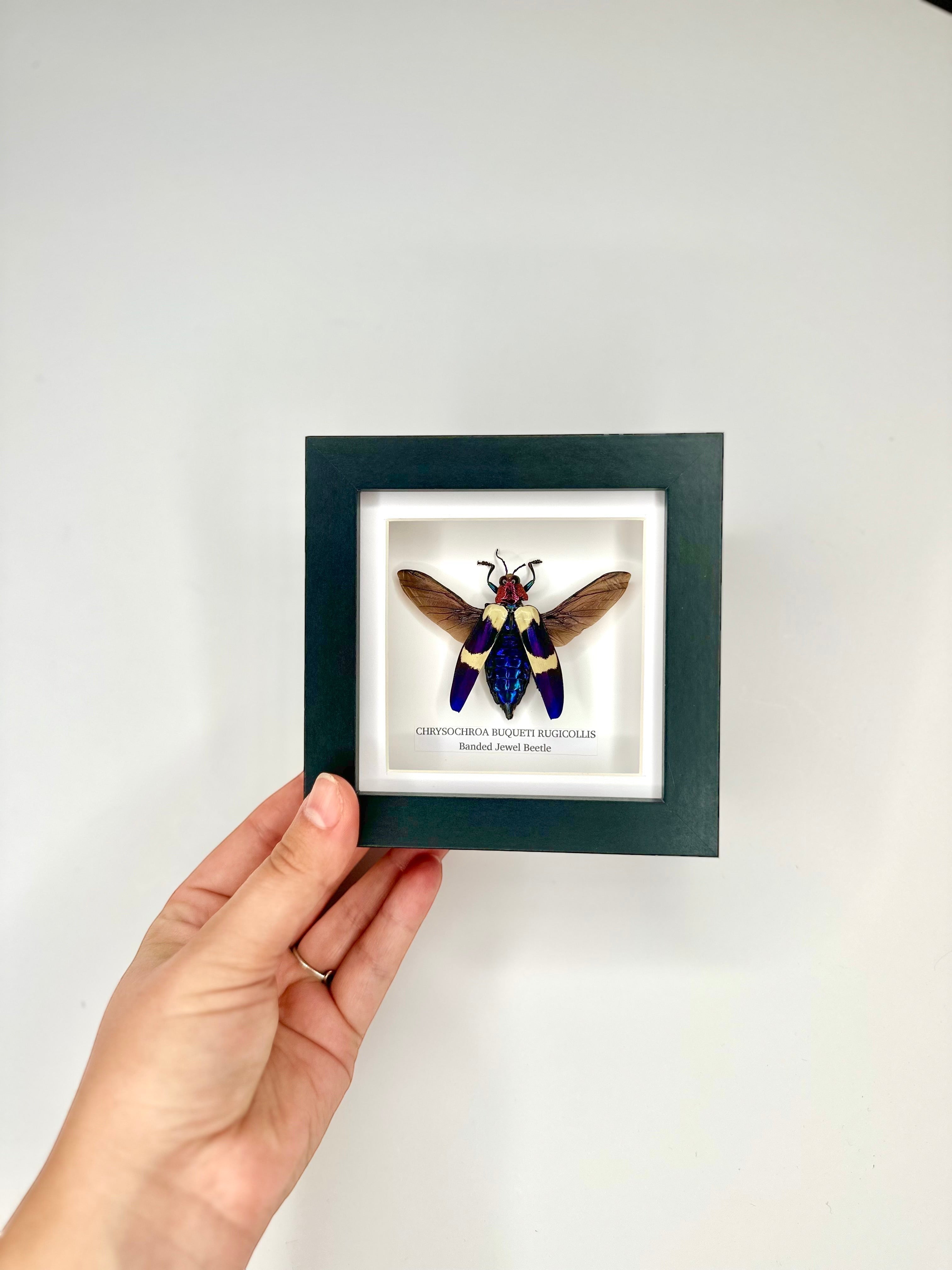 Banded Jewel Beetle | Crysochroa Buqueti Rugicollis | Small deep black shadow Frame - Taxidermy Entomology Home Decor Framed Natural Art