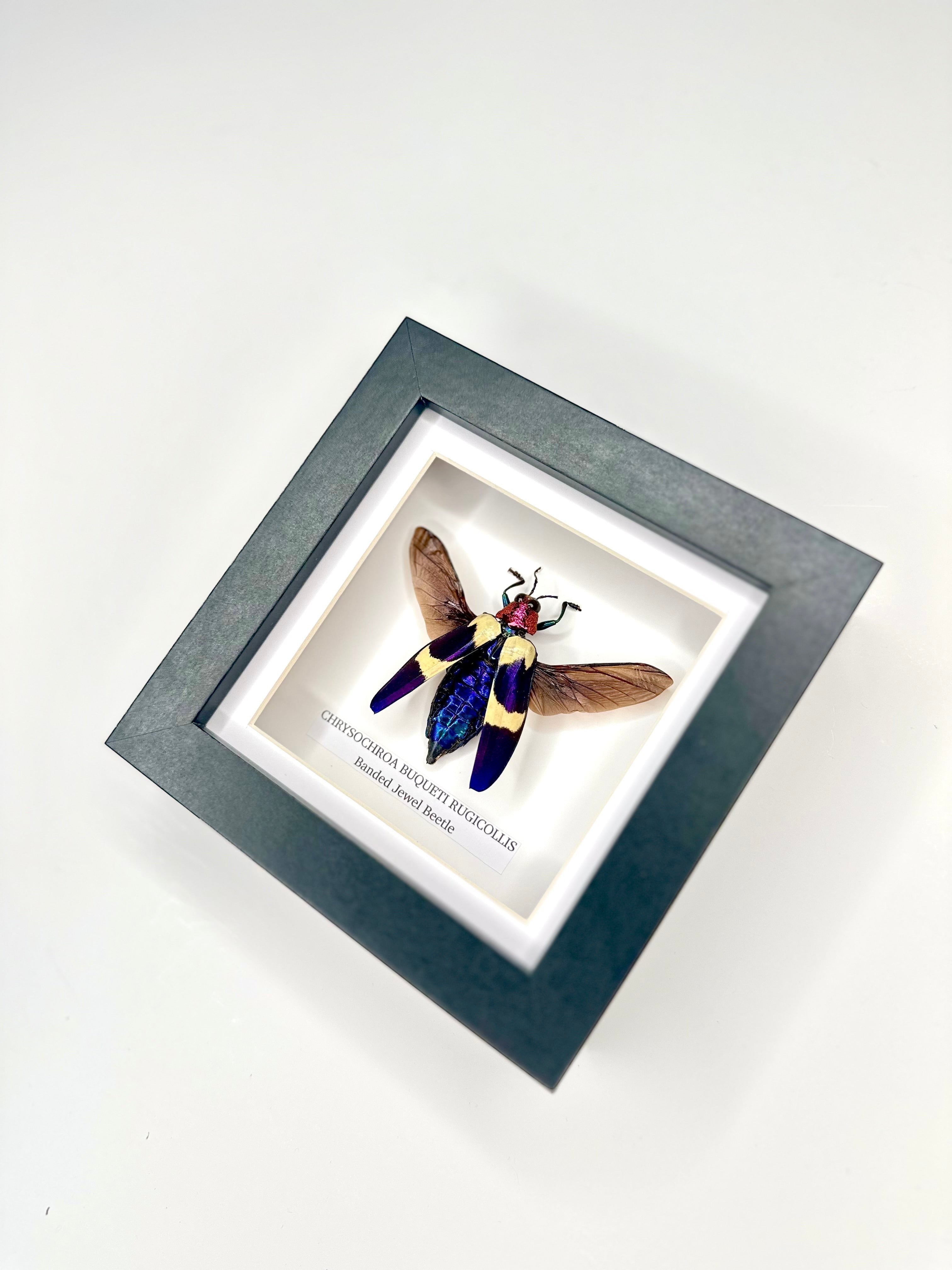 Banded Jewel Beetle | Crysochroa Buqueti Rugicollis | Small deep black shadow Frame - Taxidermy Entomology Home Decor Framed Natural Art