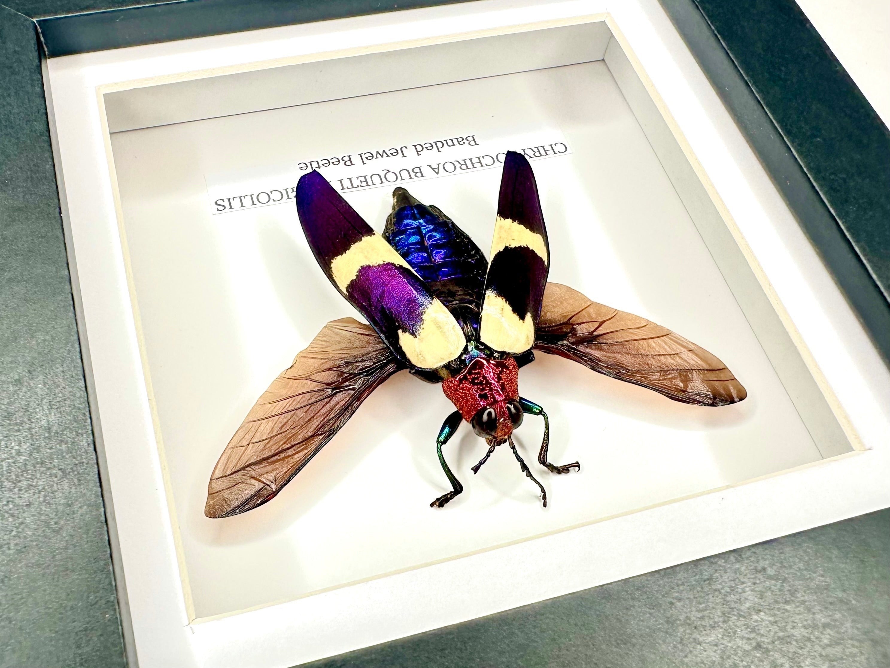 Banded Jewel Beetle | Crysochroa Buqueti Rugicollis | Small deep black shadow Frame - Taxidermy Entomology Home Decor Framed Natural Art