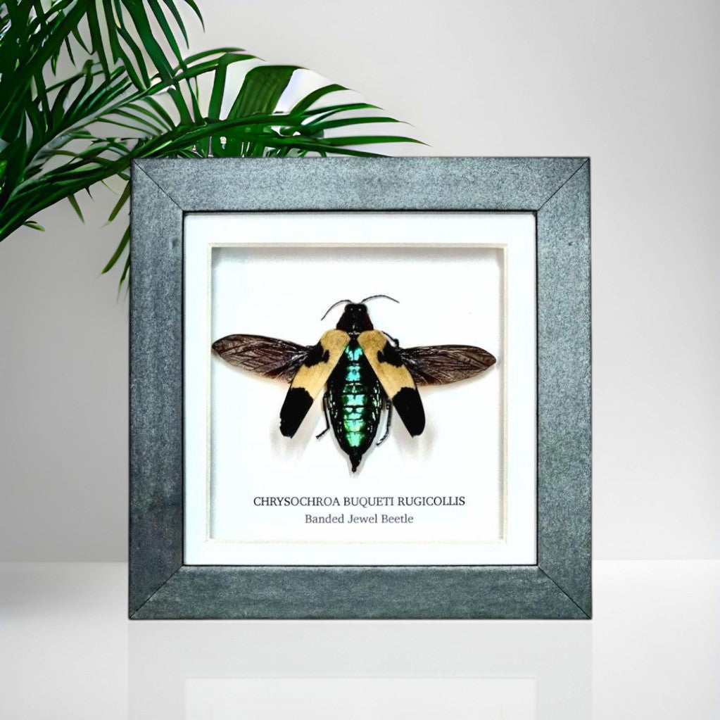 Banded Jewel Beetle | Small Frame • Taxidermy Entomology Home Decor Framed Art