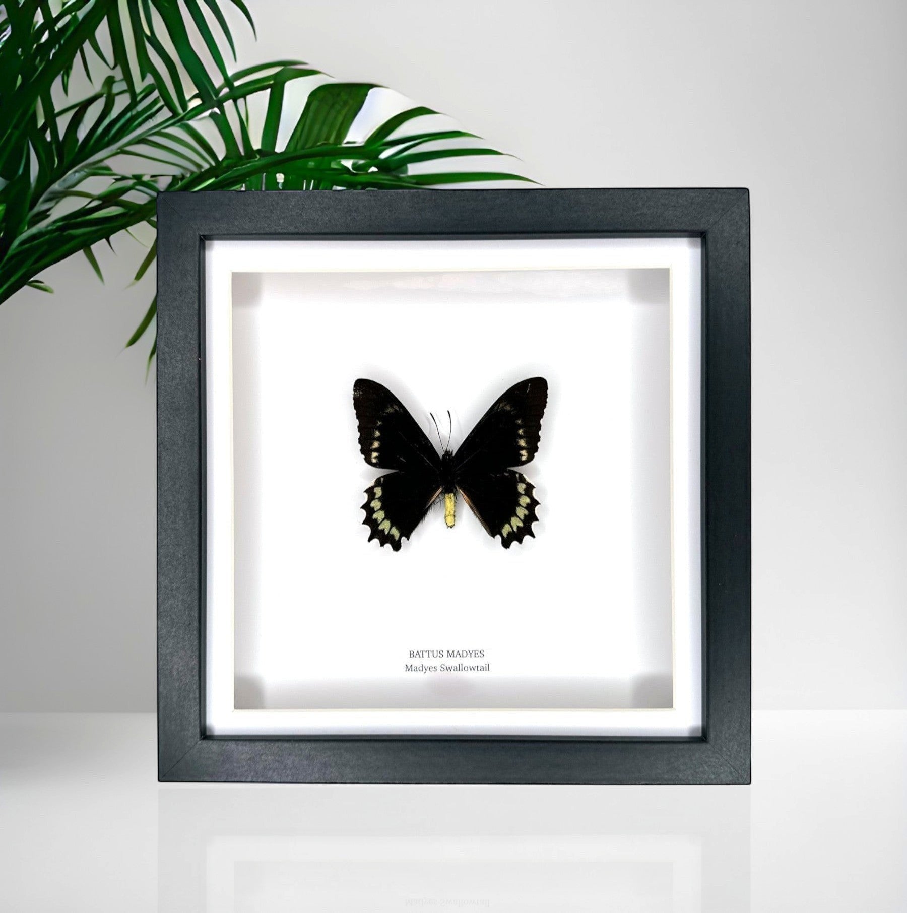 Battus Madyes Swallowtail | Medium Frame • Taxidermy Entomology Home Decor Framed Art