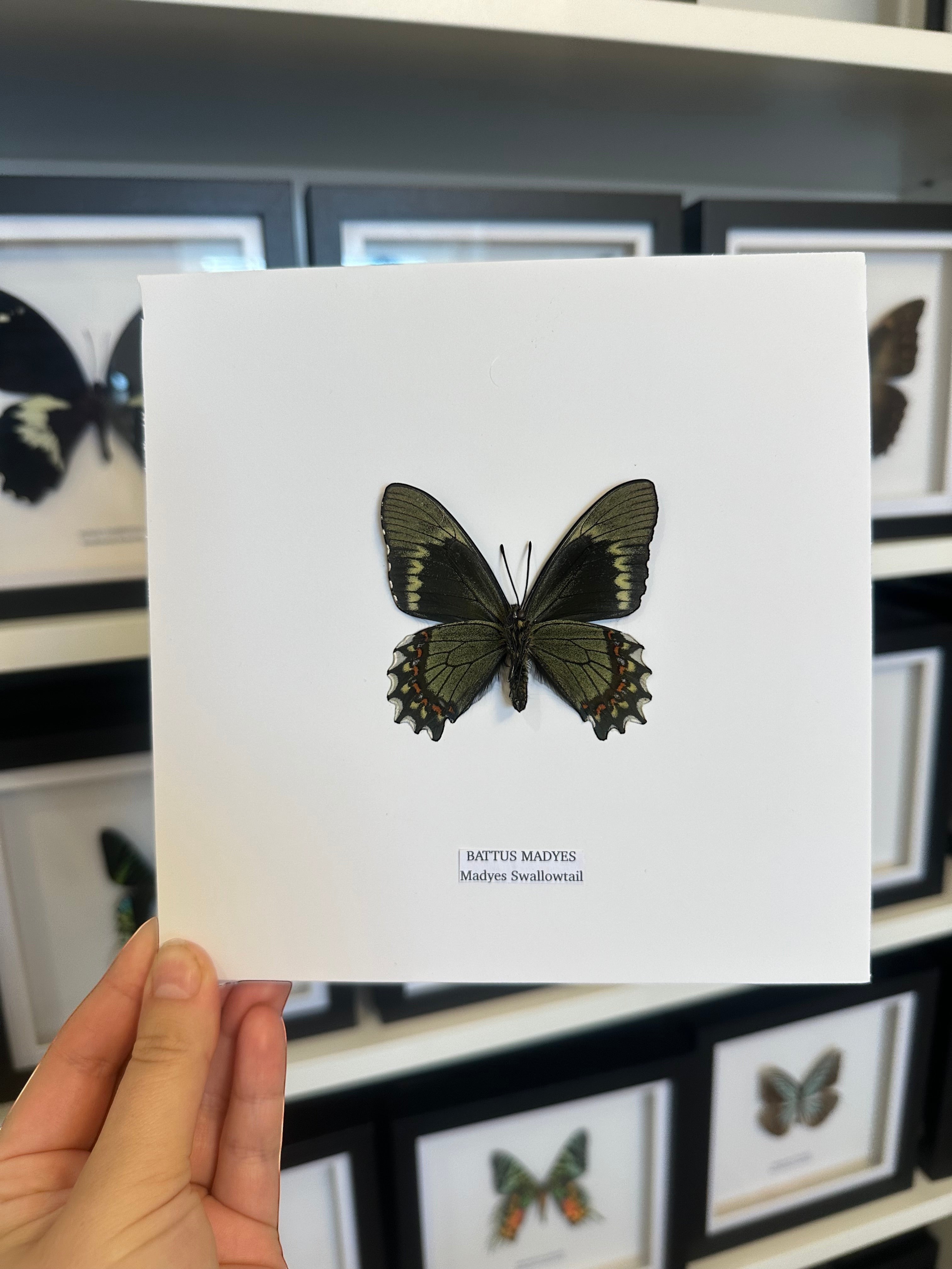 Battus Madyes Swallowtail | Medium Frame • Taxidermy Entomology Home Decor Framed Art