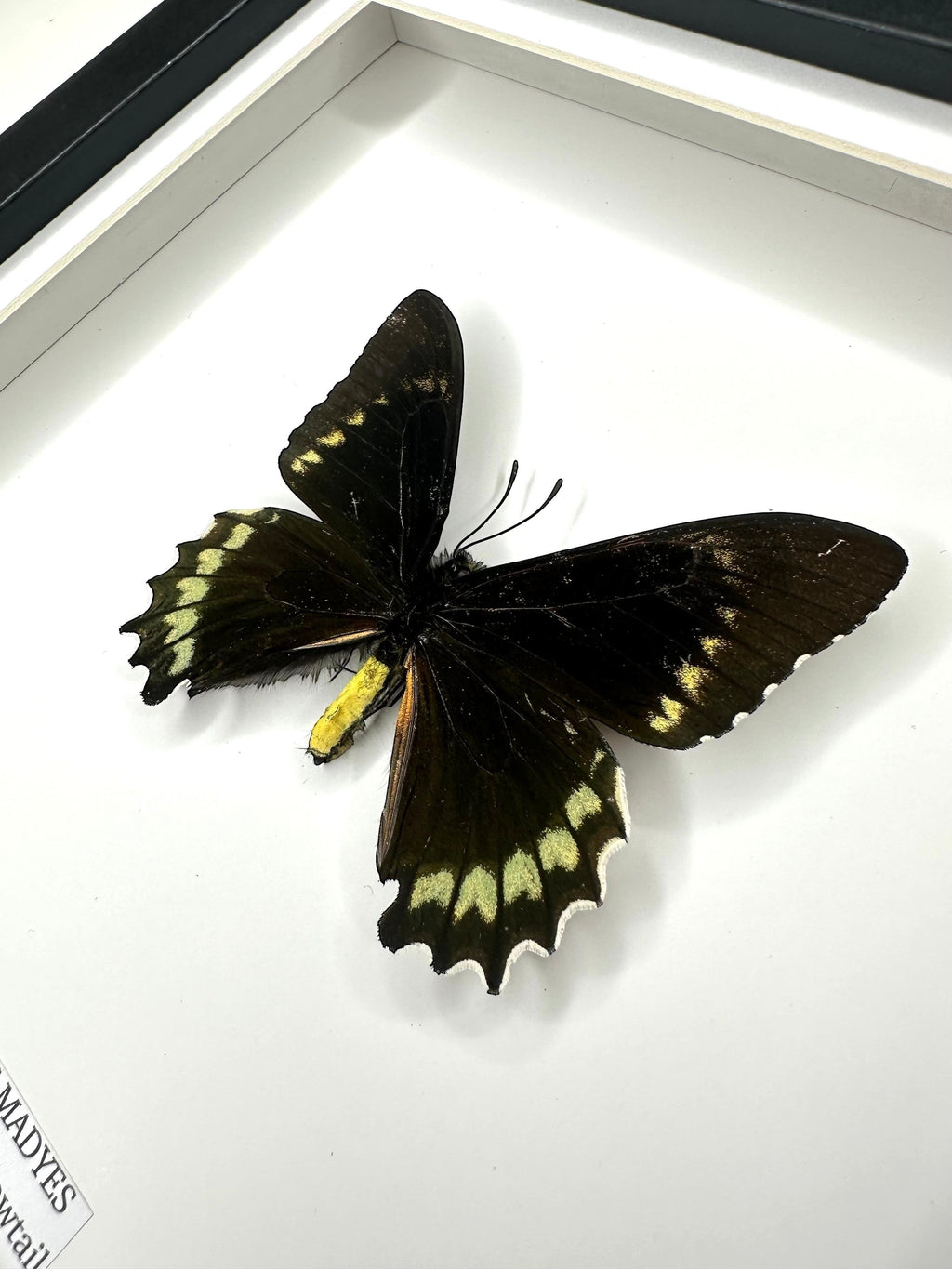 Battus Madyes Swallowtail | Medium Frame • Taxidermy Entomology Home Decor Framed Art