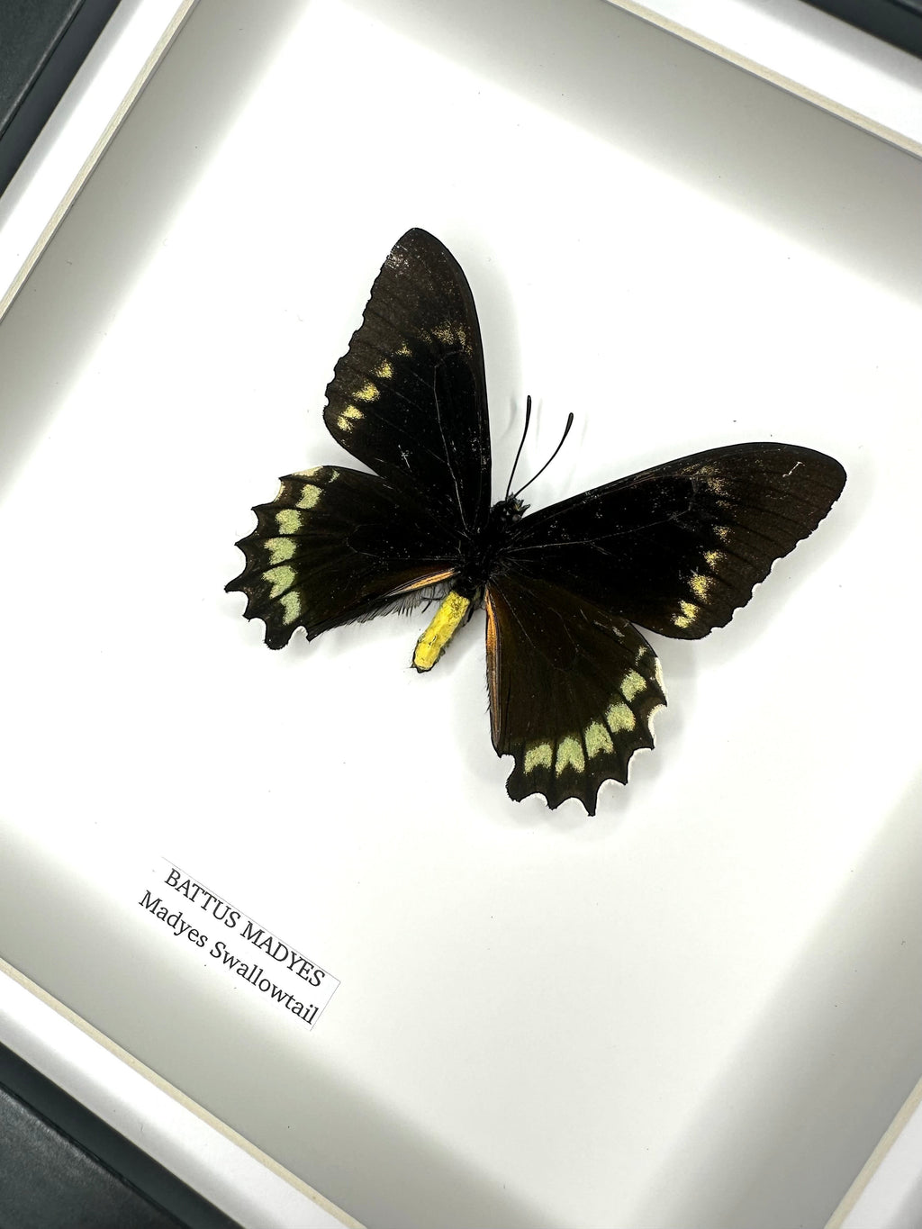 Battus Madyes Swallowtail | Medium Frame • Taxidermy Entomology Home Decor Framed Art