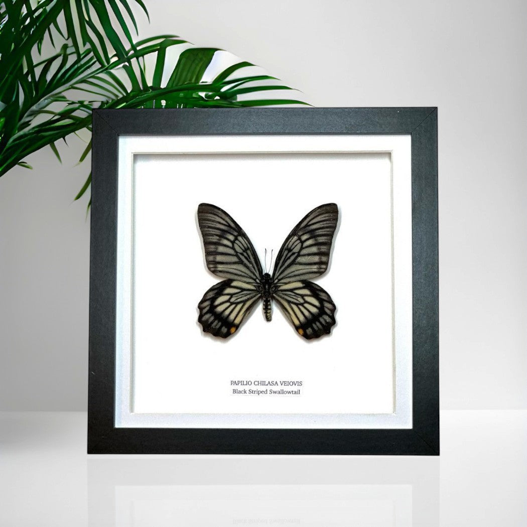 Black Striped Swallowtail | Chilasa Veiovis • Medium Frame • Taxidermy Entomology Home Decor Framed Art