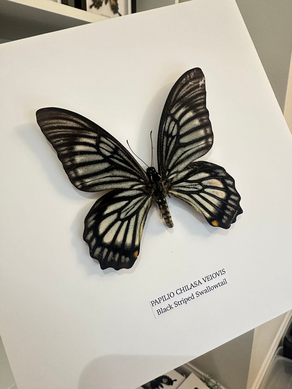 Black Striped Swallowtail | Chilasa Veiovis • Medium Frame • Taxidermy Entomology Home Decor Framed Art