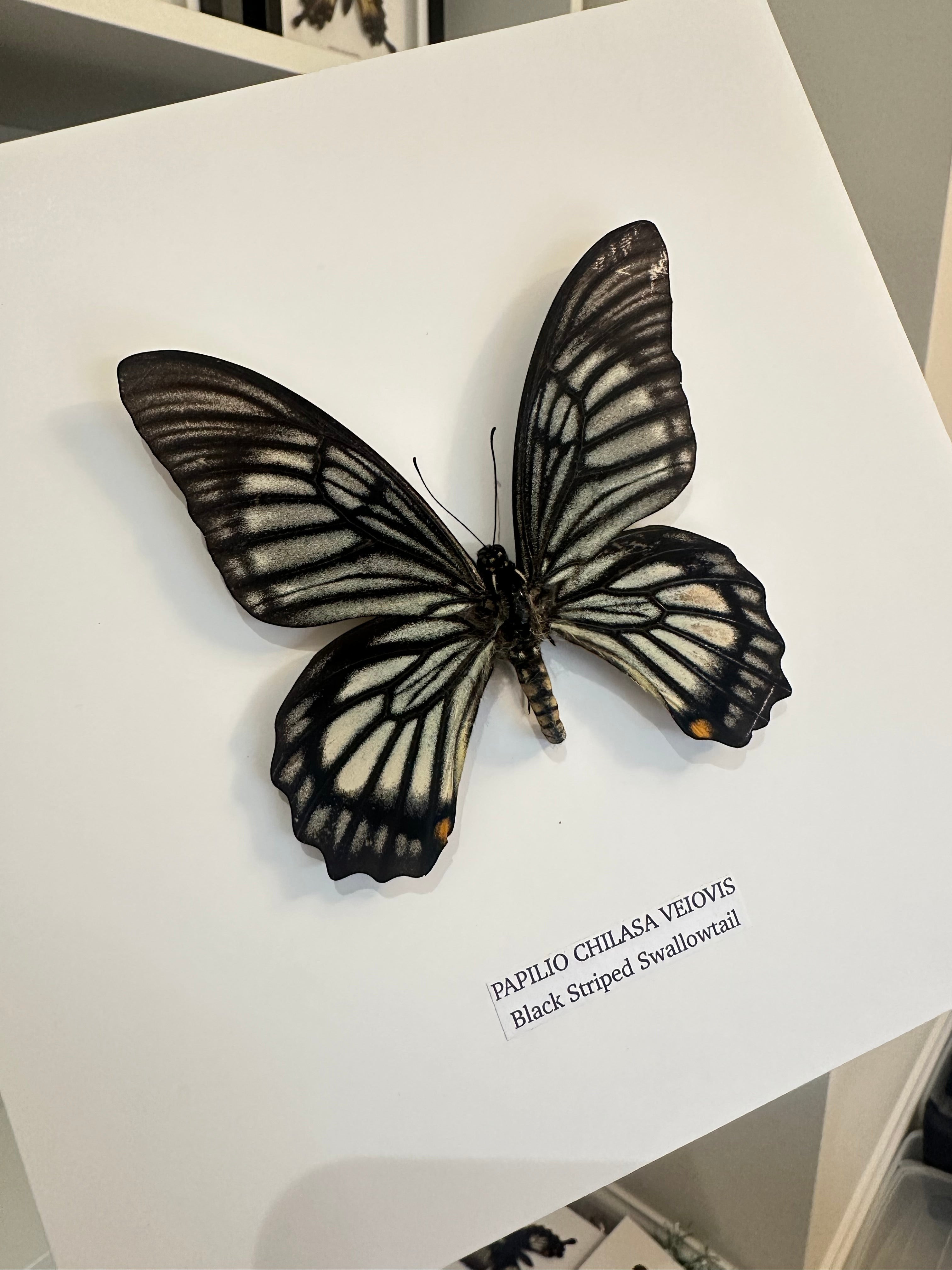 Black Striped Swallowtail | Chilasa Veiovis • Medium Frame • Taxidermy Entomology Home Decor Framed Art