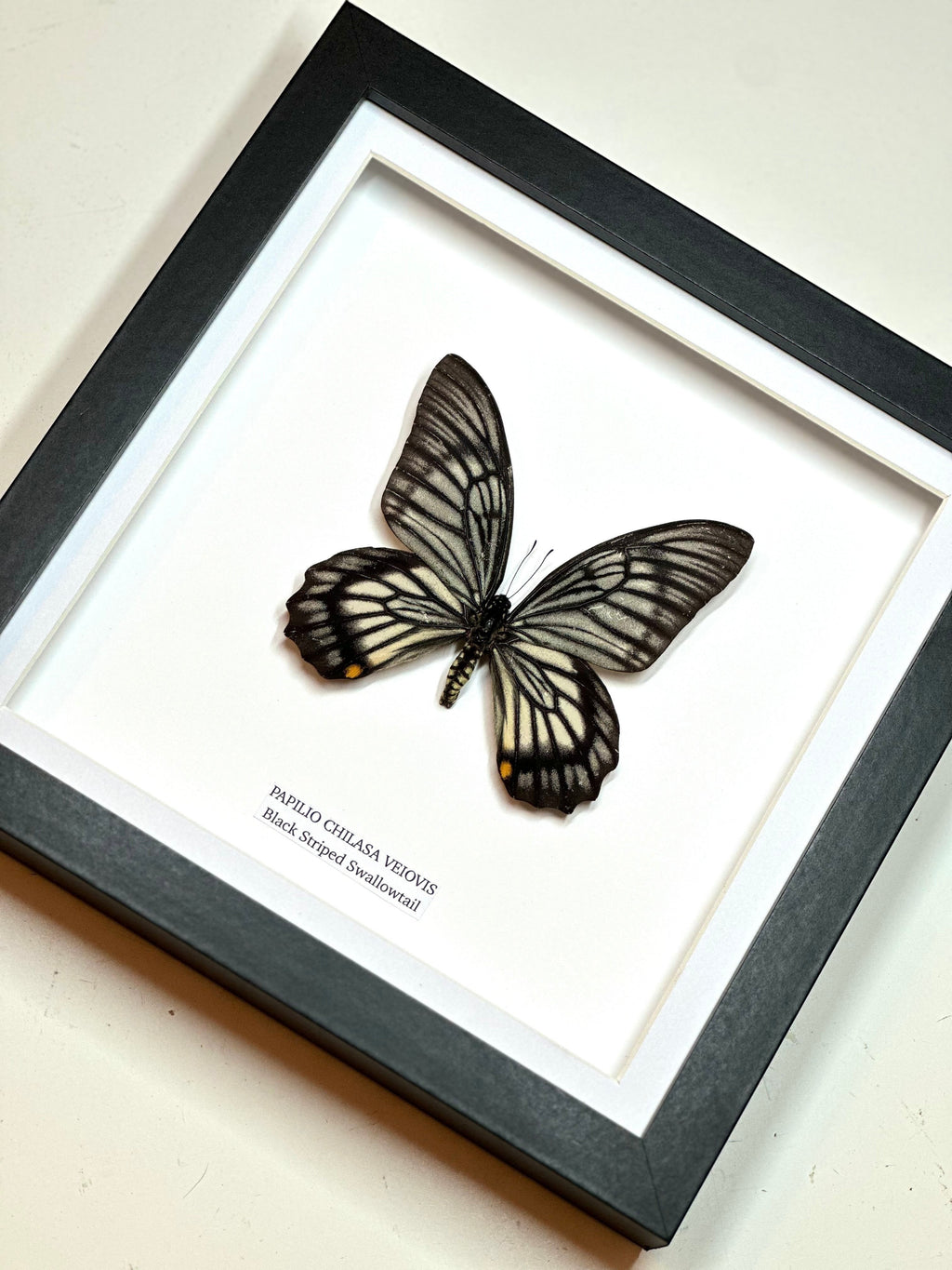 Black Striped Swallowtail | Chilasa Veiovis • Medium Frame • Taxidermy Entomology Home Decor Framed Art