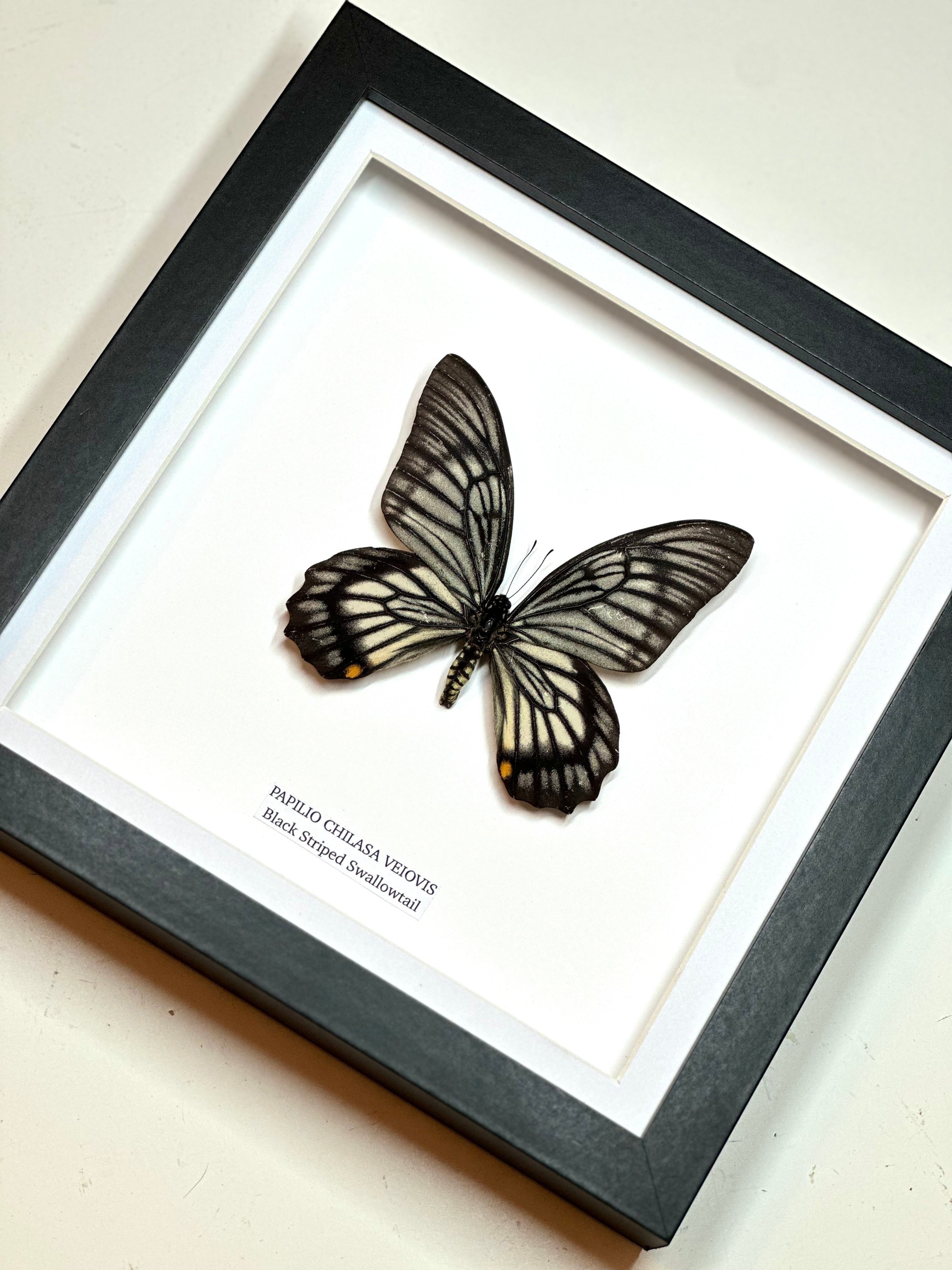 Black Striped Swallowtail | Chilasa Veiovis • Medium Frame • Taxidermy Entomology Home Decor Framed Art